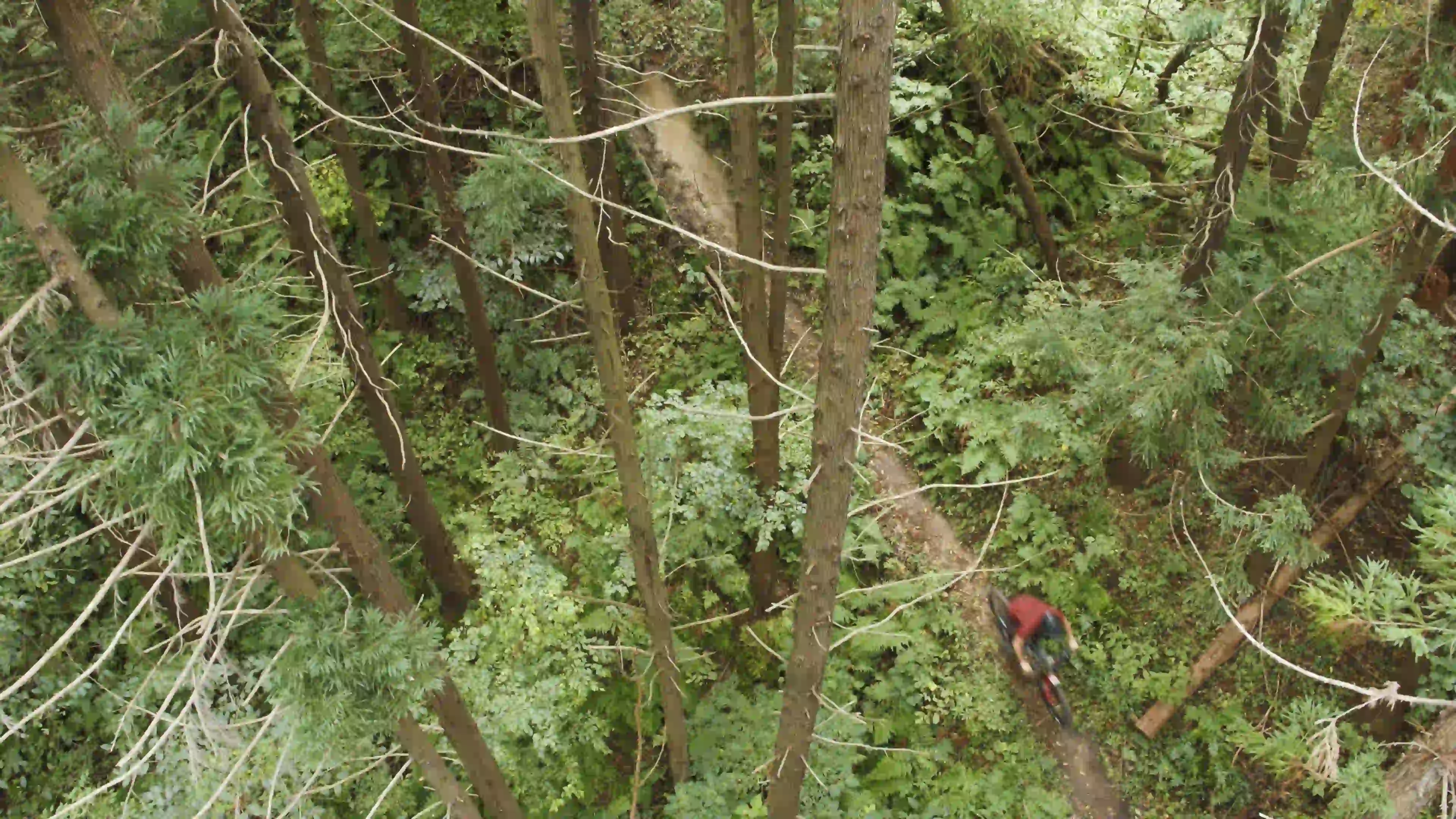 A drone image from above of a Mtn Bike rider blurring through a loamy cedar forest.