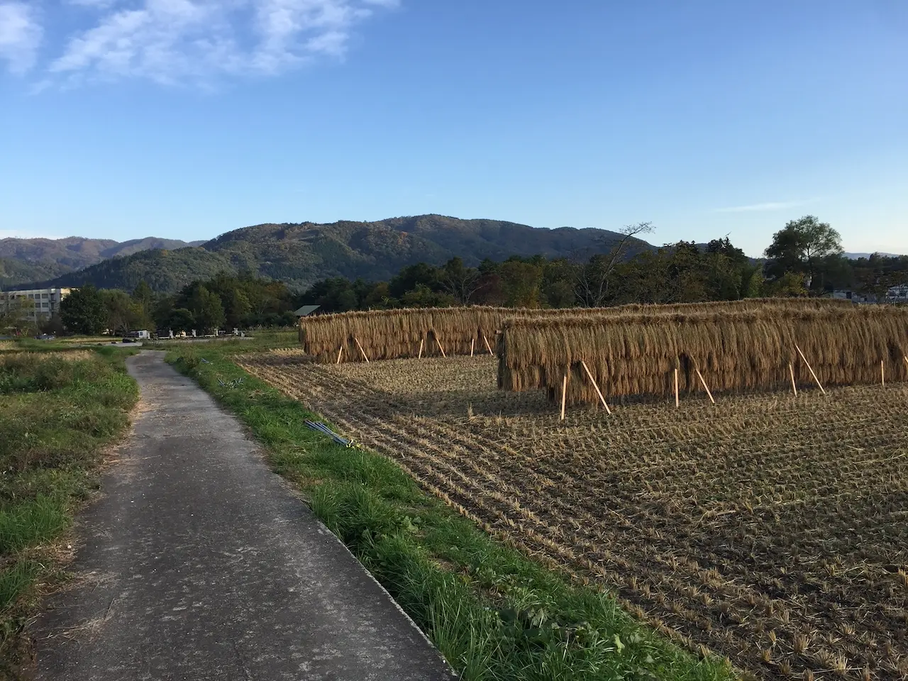 Buckwheat for soba noodles dry naturally in rural village.