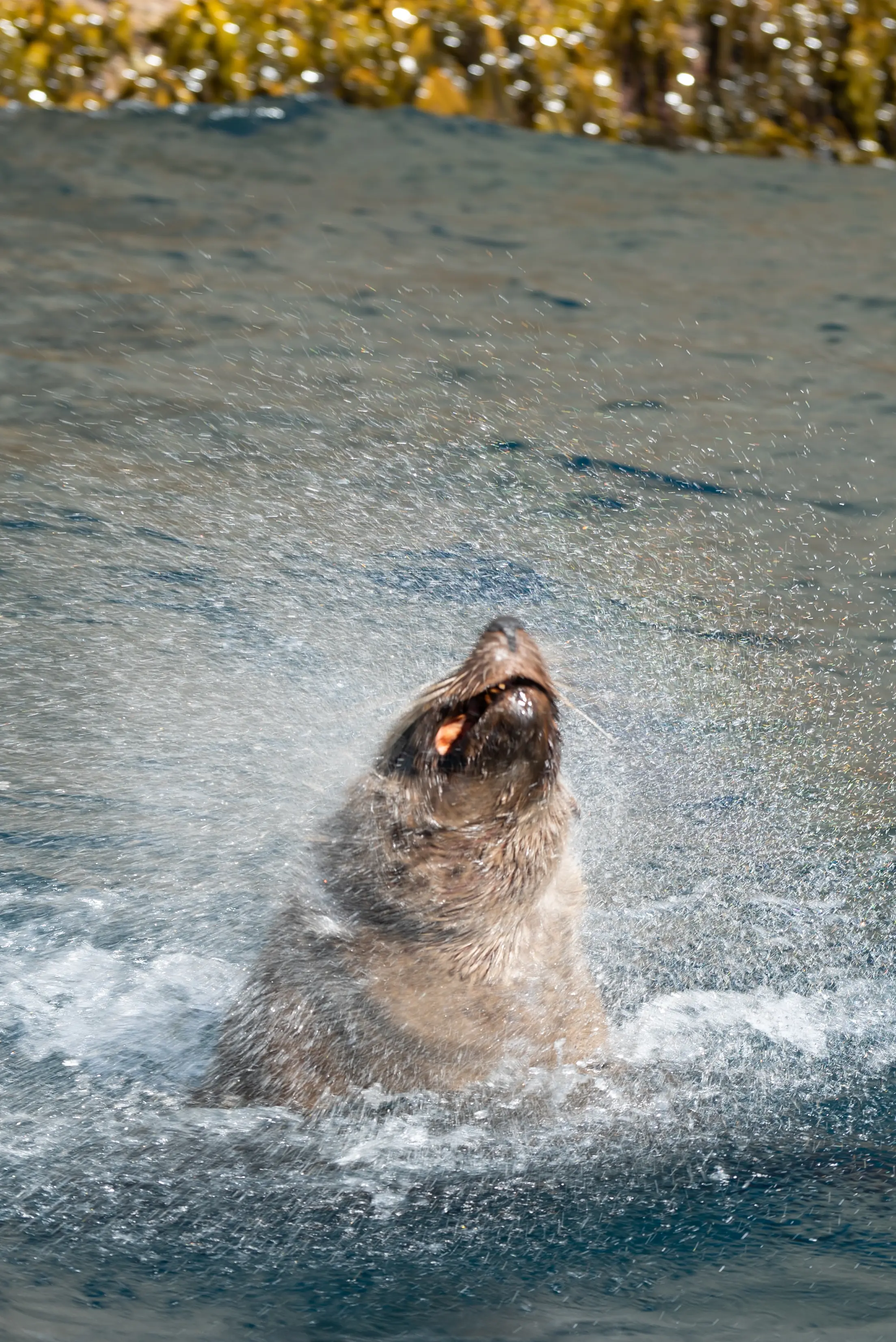 A seal having a shake, the marine life is wonderful.