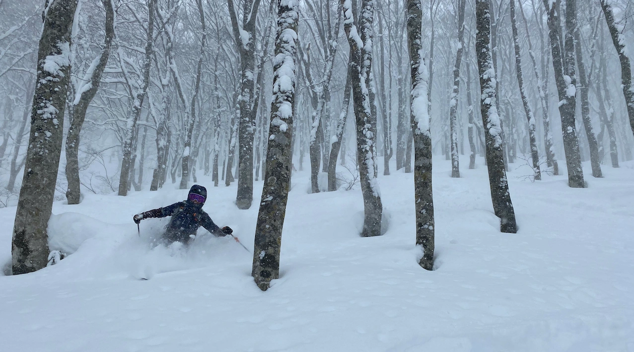 backcountry skier in forest, Hakuba