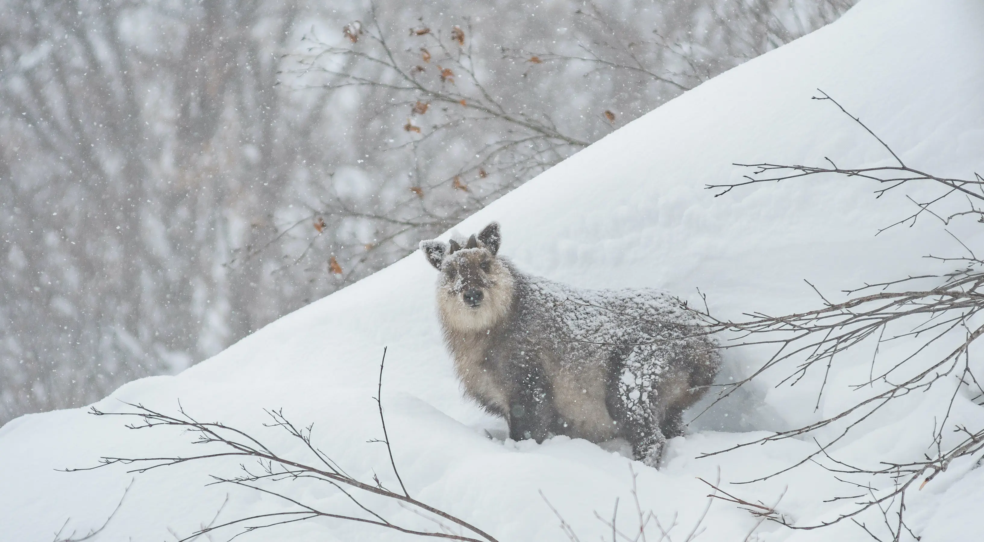 Kamoshika in deep powder