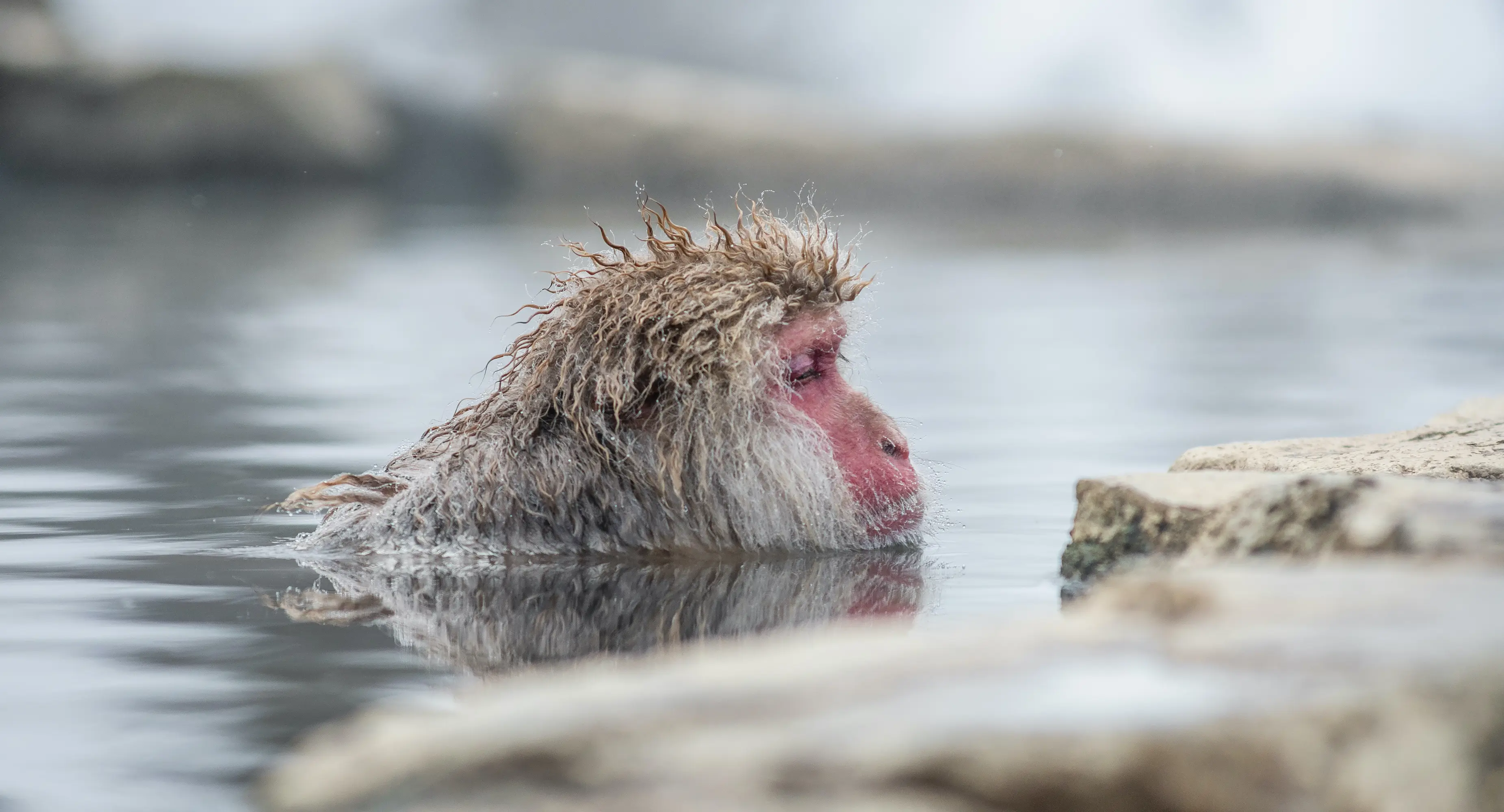 Snow Monkey, relaxed in thermal pools