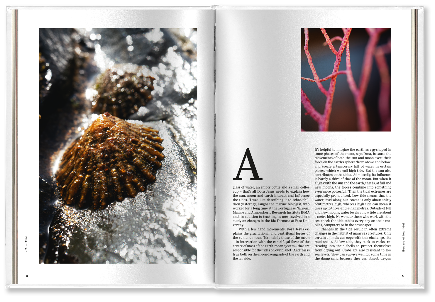 Double page from the book on the Algarve with a picture of a shell