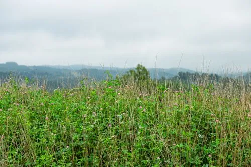 An image of a field.