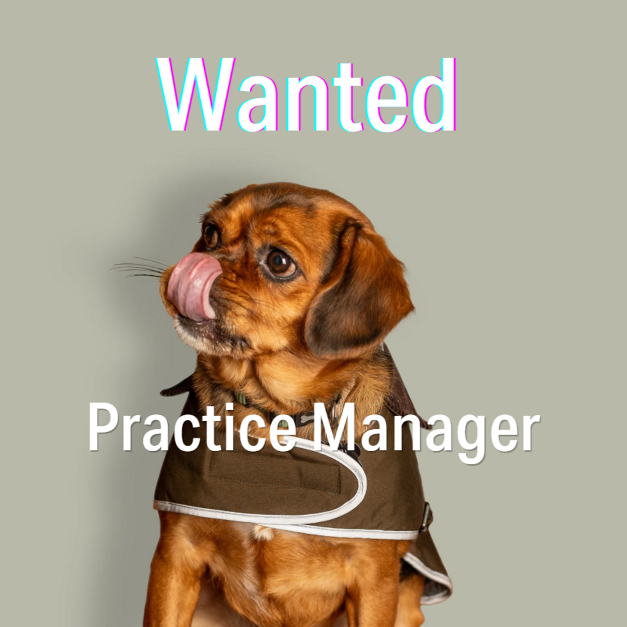 Picture of a small brown dog with Wanted Practice Manager overlaid on