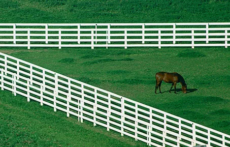 The Mid-Atlantic Region contains many farms where a horse can be let loose on a field to enjoy eating grass.