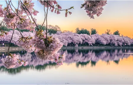 In the Mid-Atlantic Region, visiting the cherry blossoms in Washington, D.C., is a favorite destination every spring.