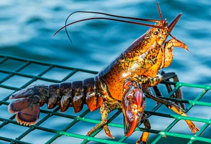 One of the many sights in the Northeast Region is a red lobster sitting in a cage on a fishing boat.