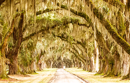 The South Region has many iconic weeping willow trees, which line long driveways and roads. 