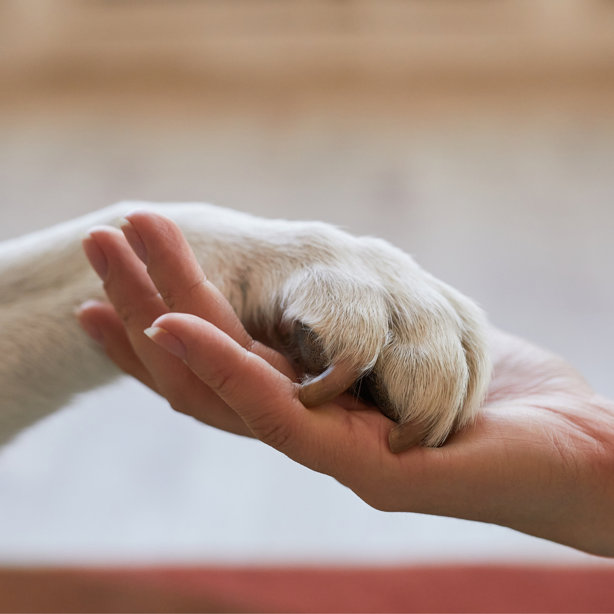 Paw to hand photo