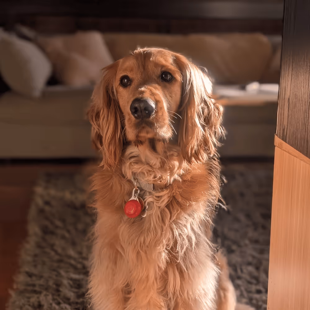 A cute dog half golden retriever and half cocker spaniel in the sunlight