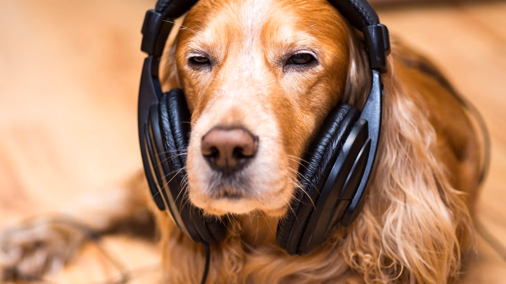 A cute dog is wearing headphones