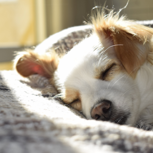 Treating Hip Arthritis in Dogs: Are Stem Cells the Better Option?