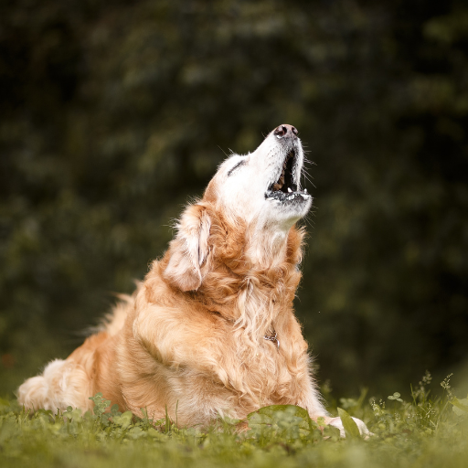 80% Dogs Will Get Arthritis; But We’re Only Treating the Pain