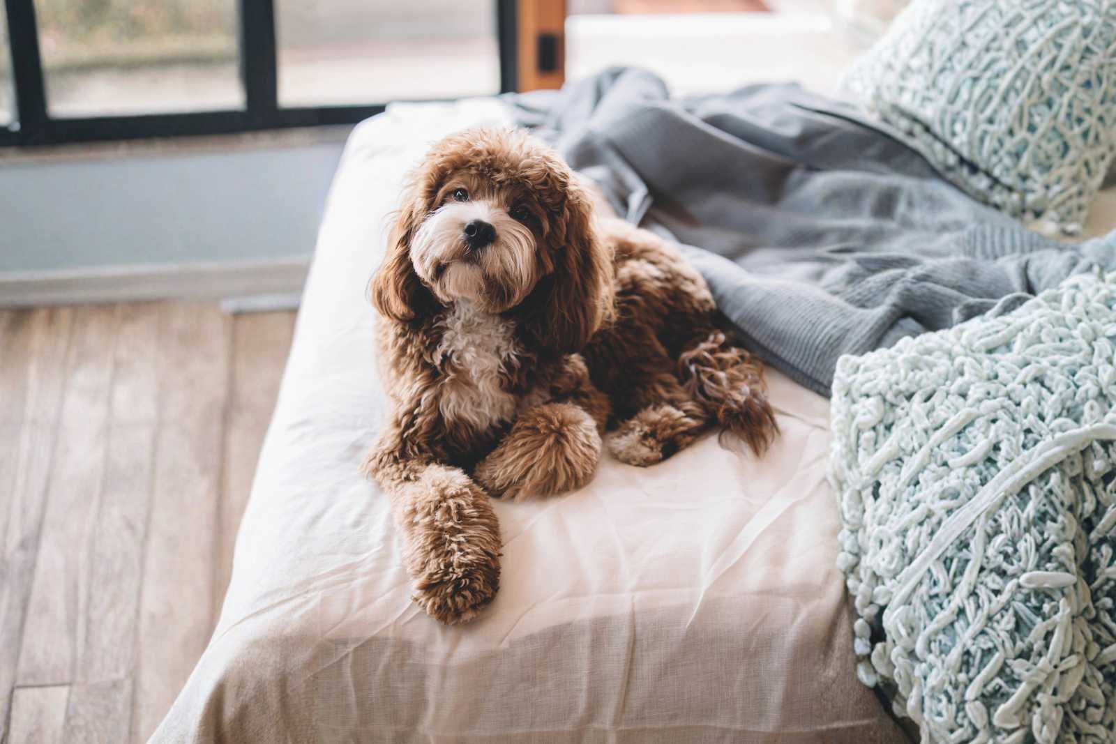 Your Dog's Physical Health: What to actually watch