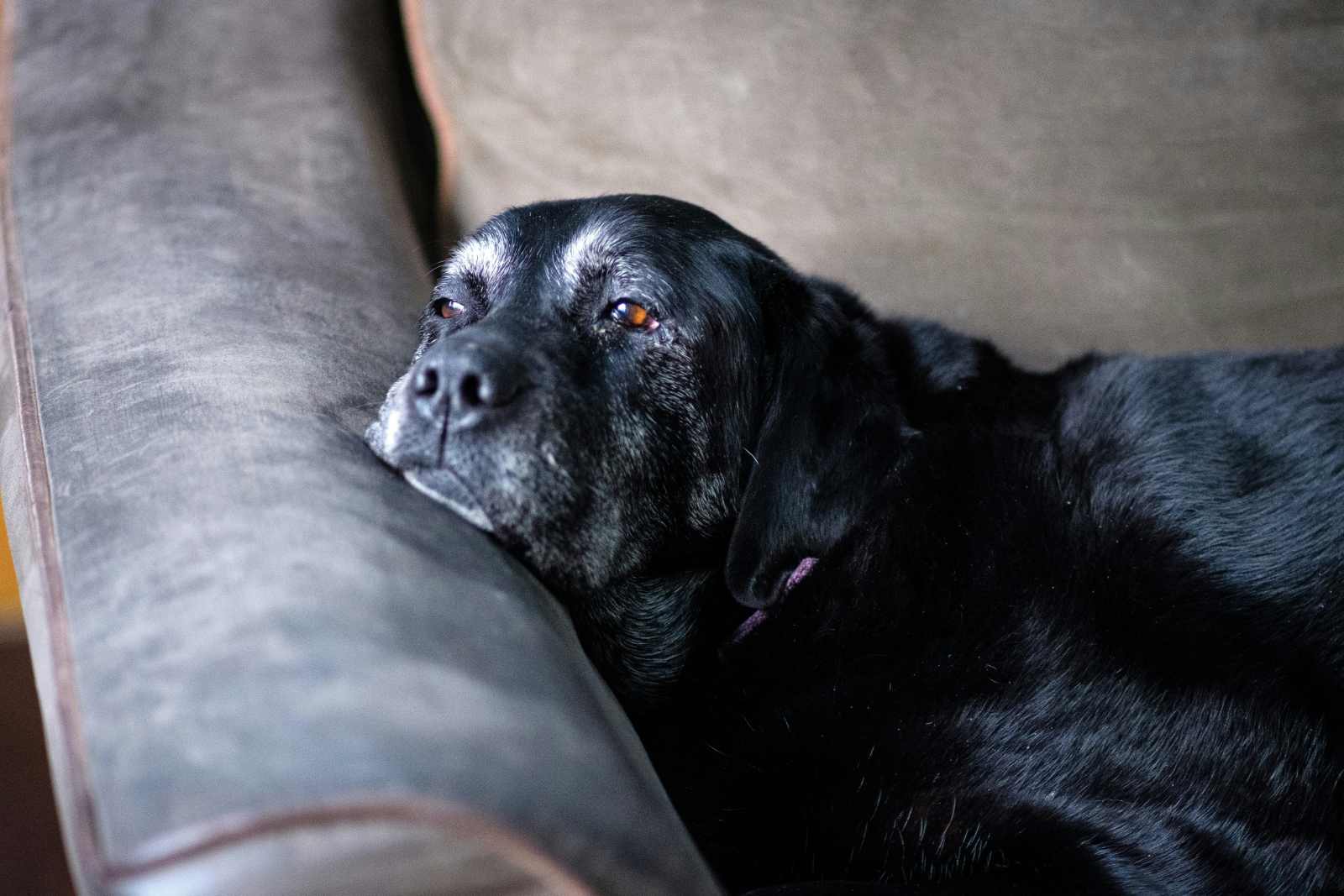 What is dog longevity, really? A clear explanation for owners