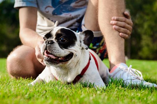 Dog Day at Renault Brings Tail-Wagging Fun to Egg Harbor City