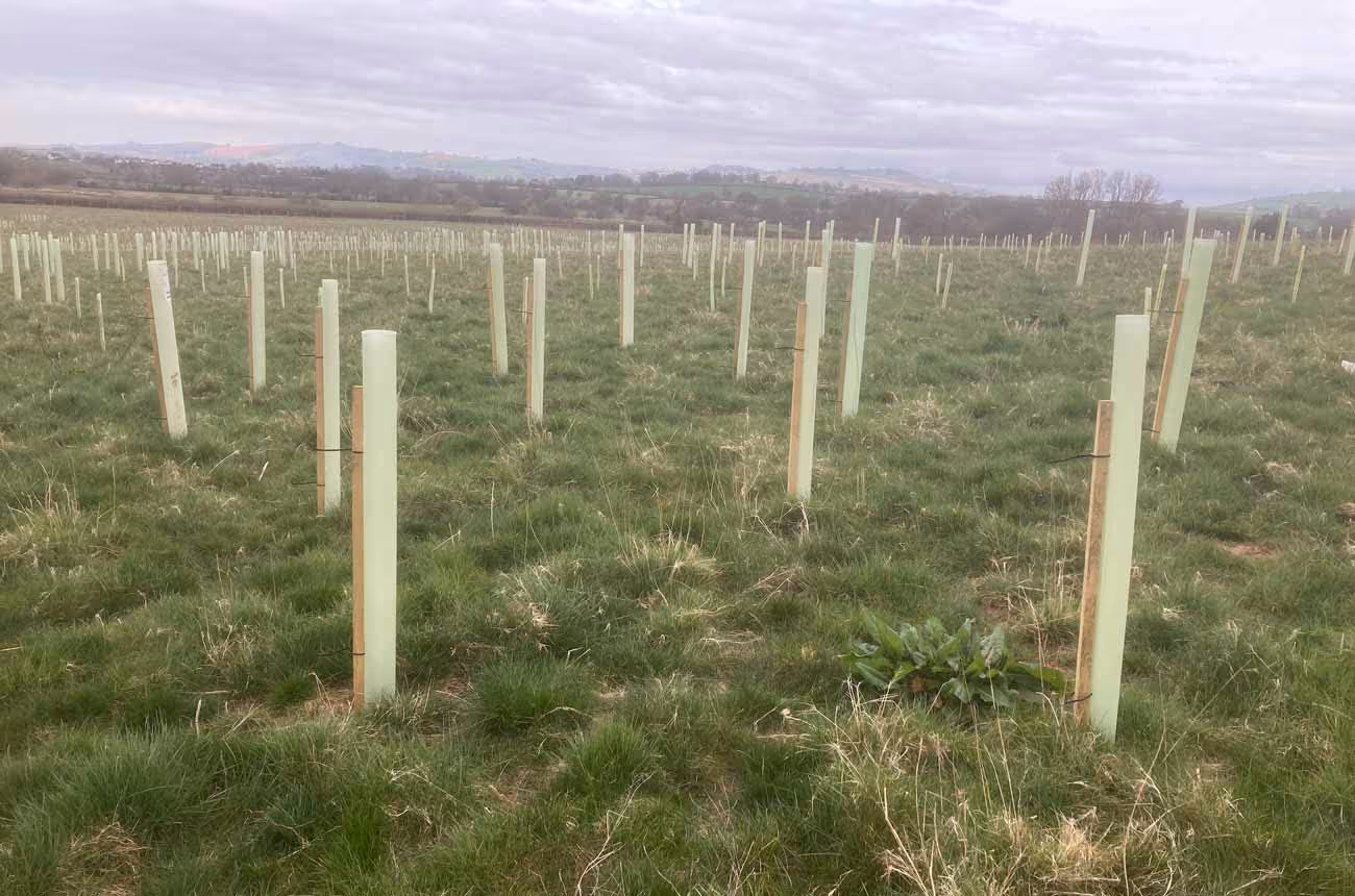 Killerton-Estate-Euroforest-Silviculture