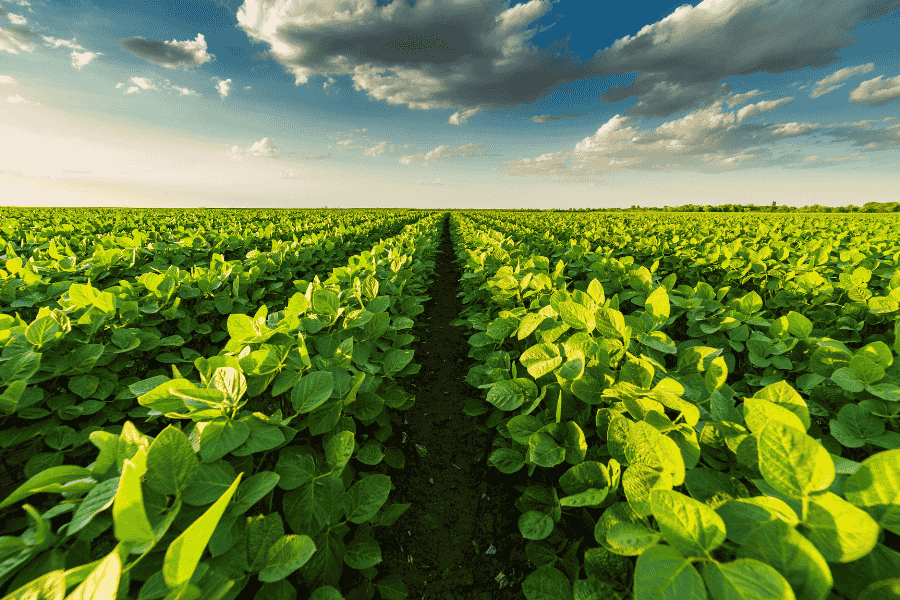 Agriculture Sector