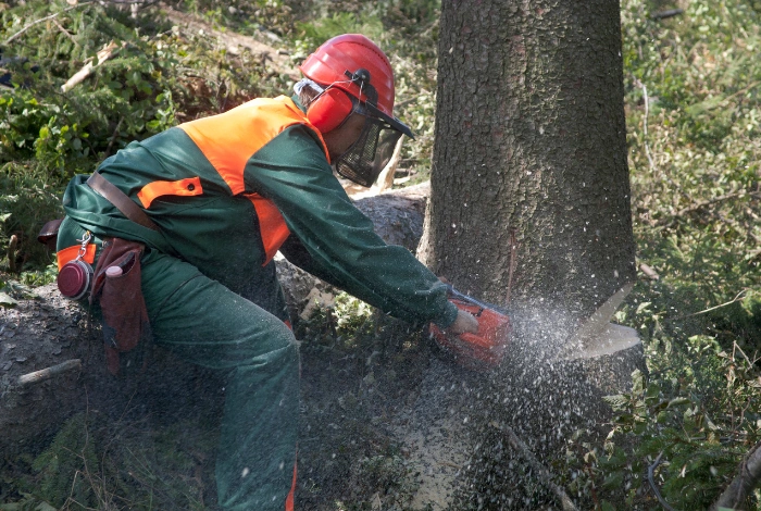 Sustainable forestry sector offering opportunities in timber production, eco-certification, and wood-based industries.