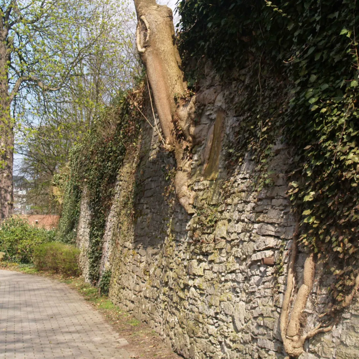 Auf der Mauer, auf der Lauer...