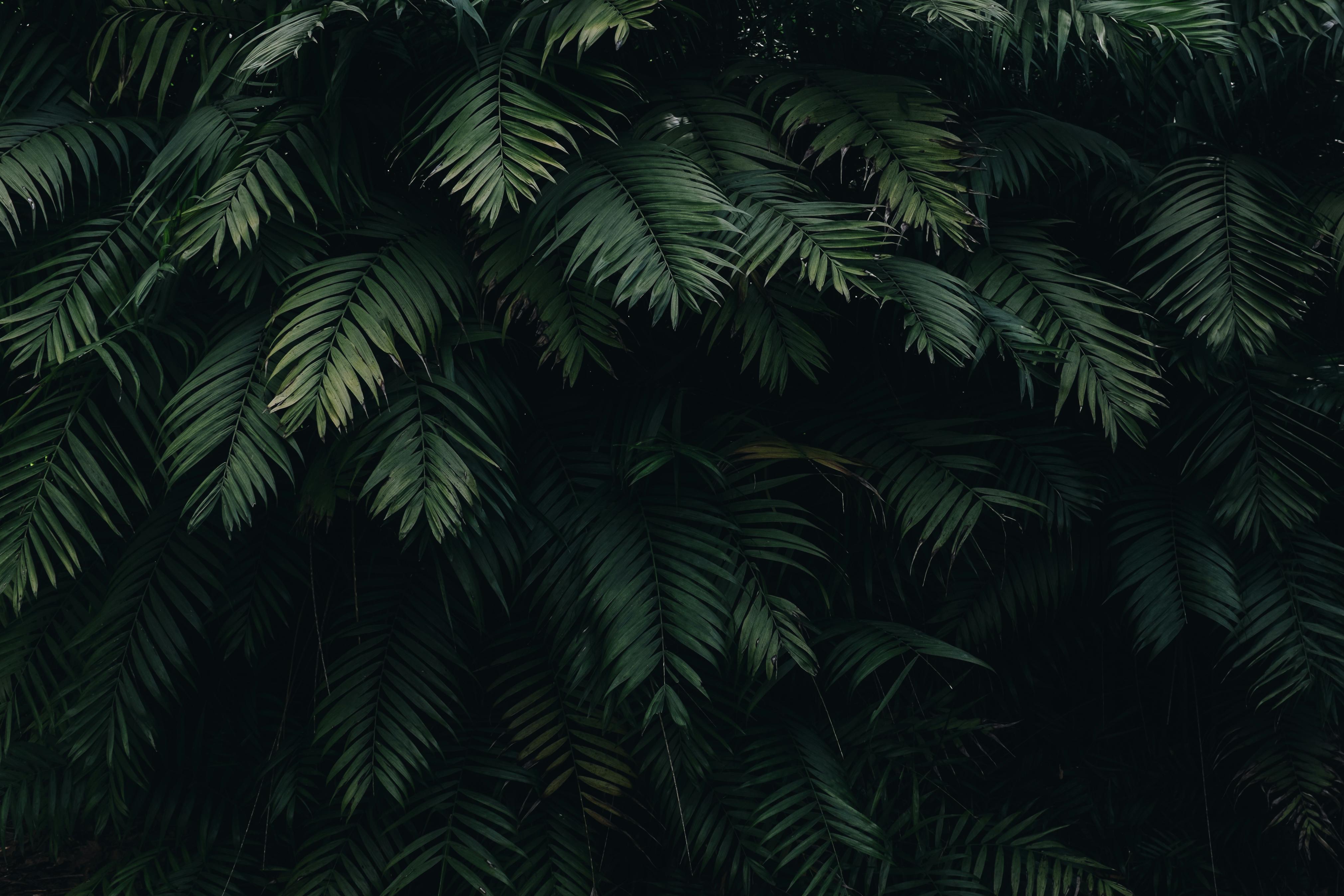 livraison plante