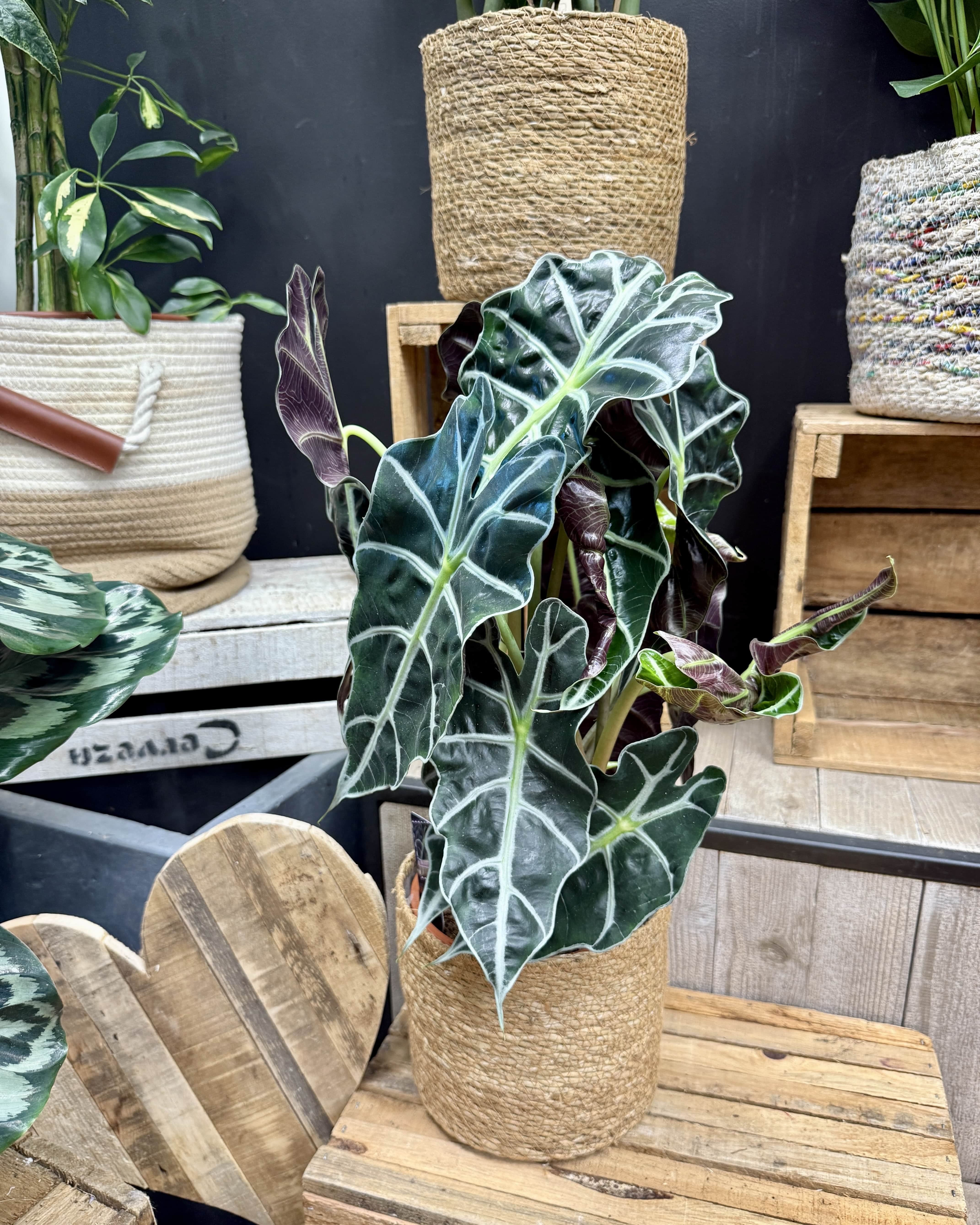 Alocasia polly