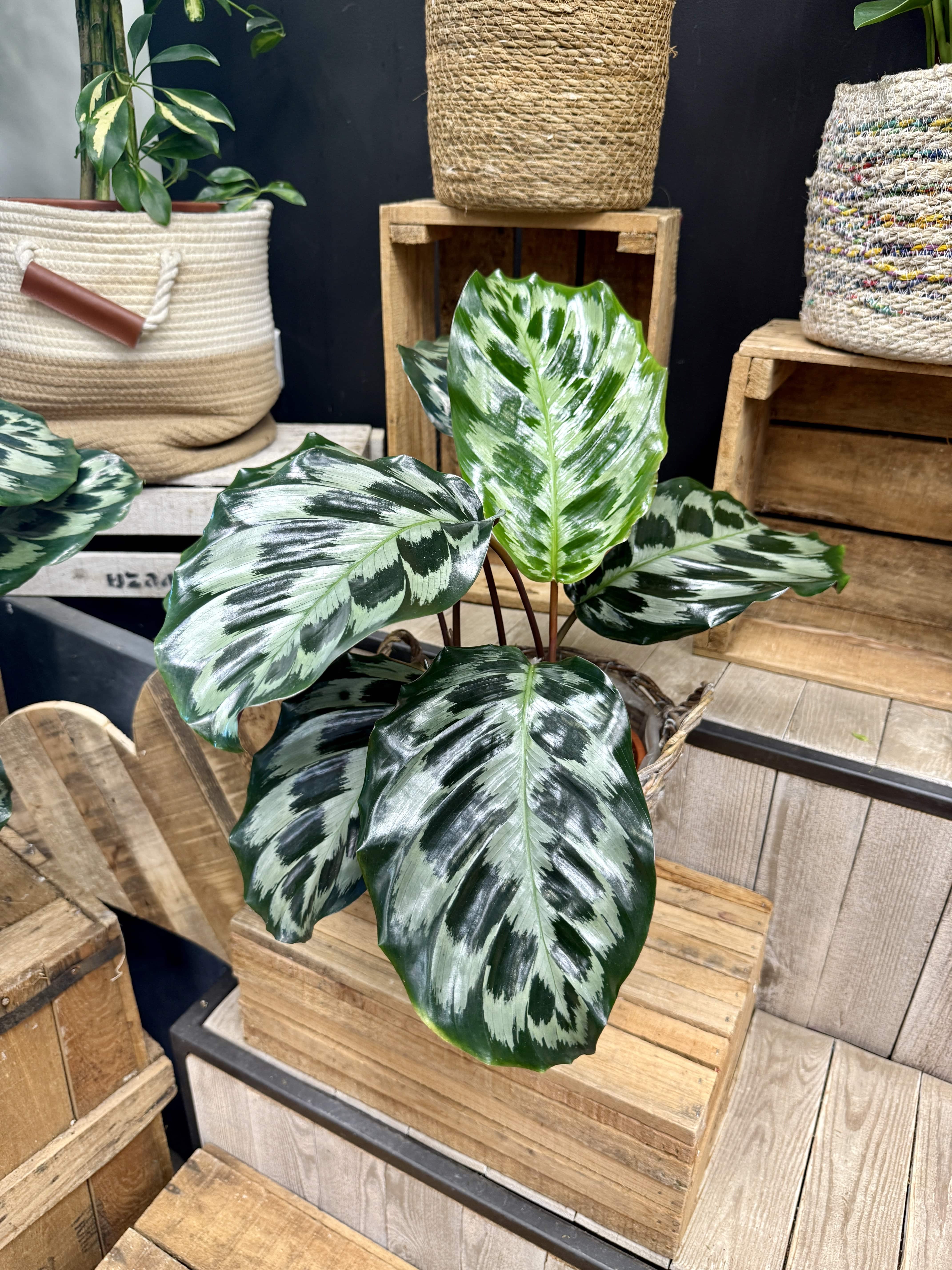 Calathea  (Plante paon)