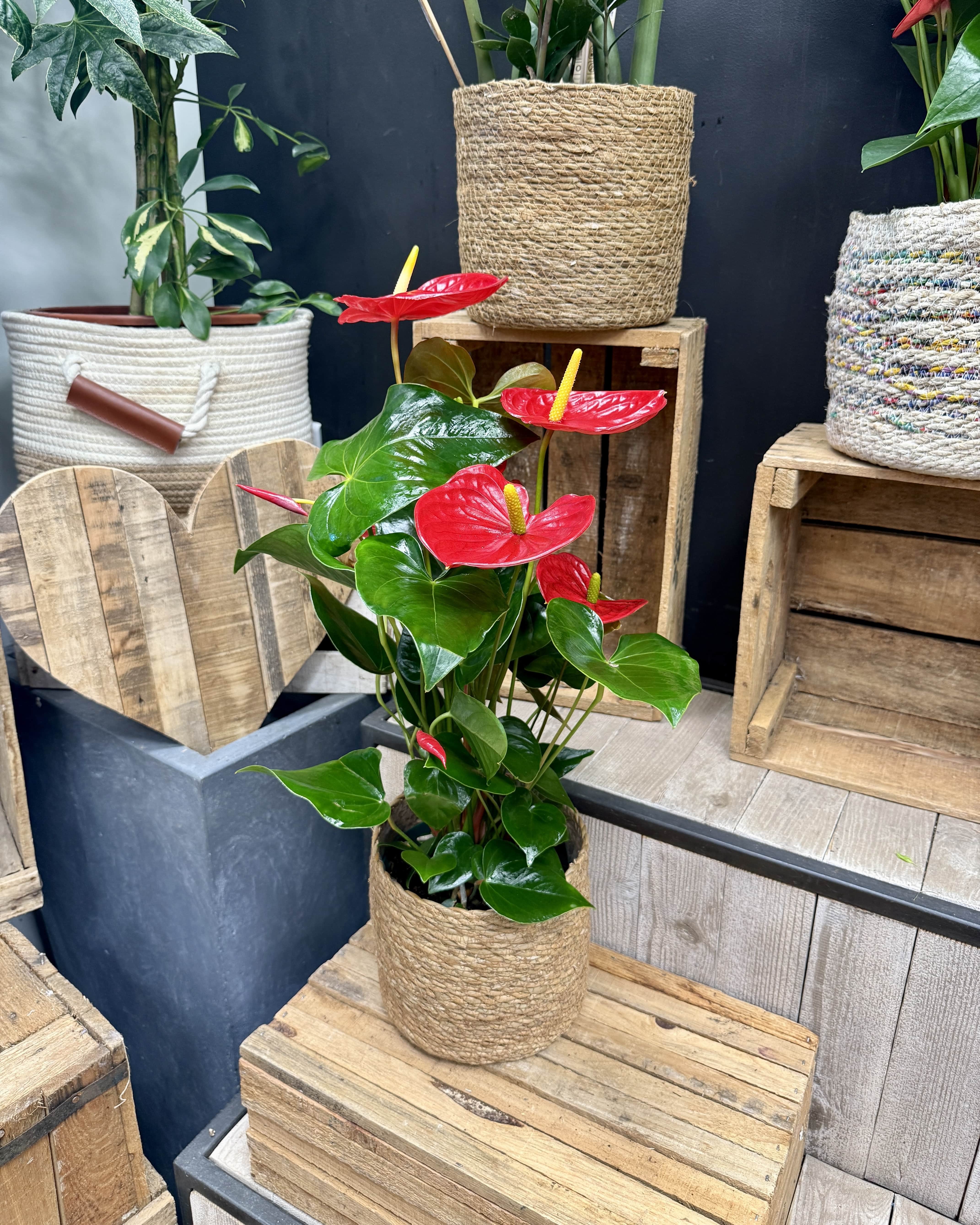 Anthurium rouge L