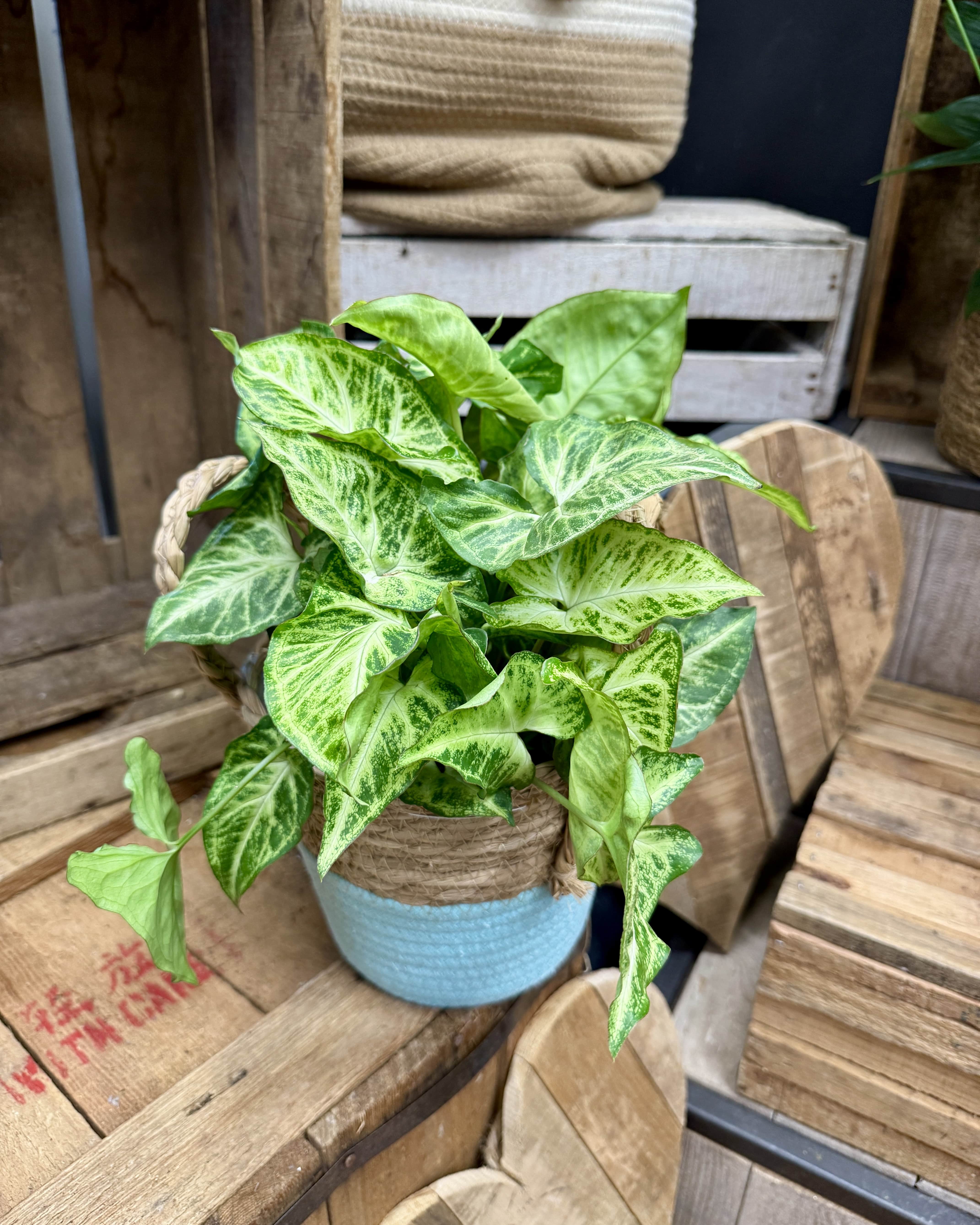 Syngonium podophyllum 