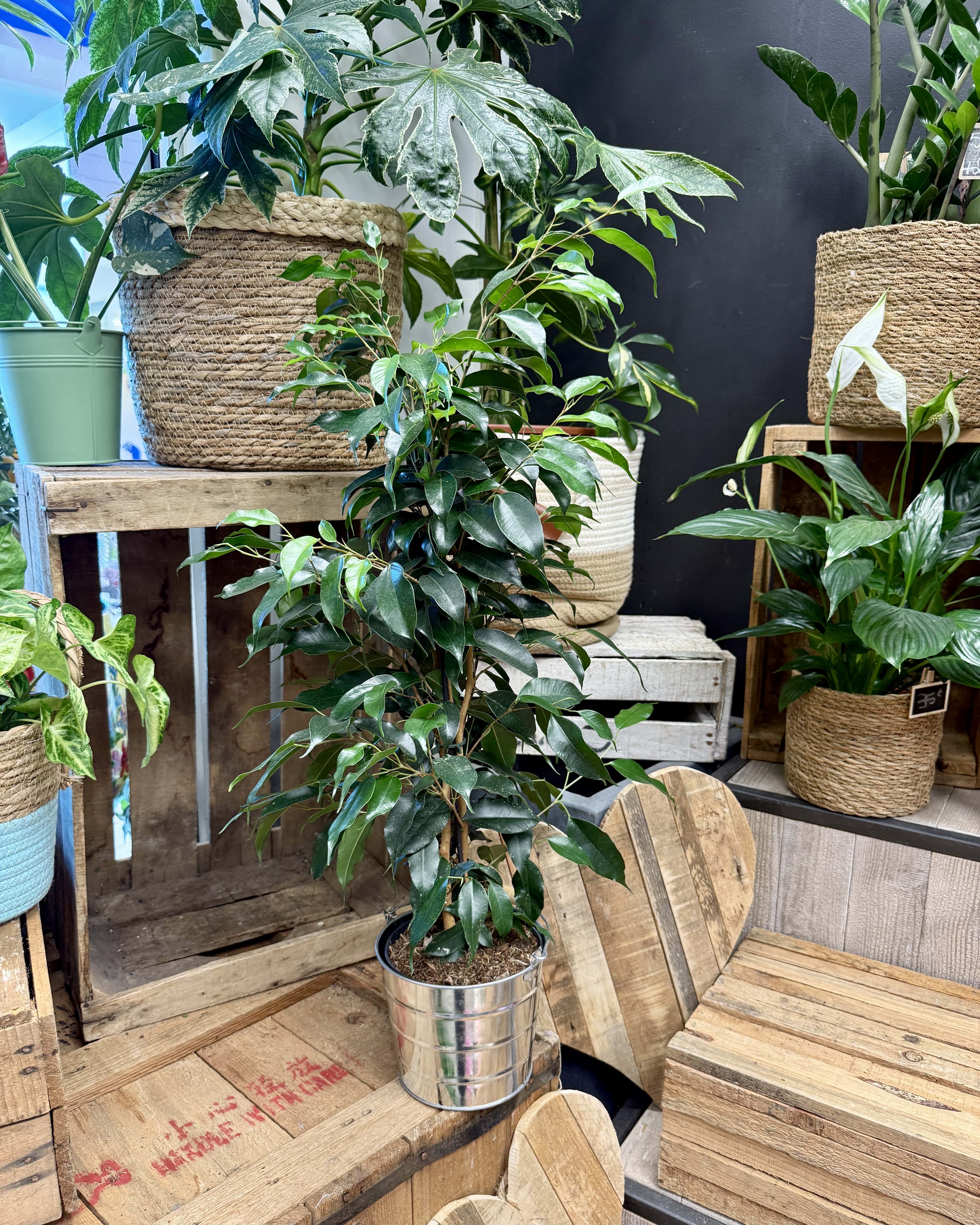 ficus
