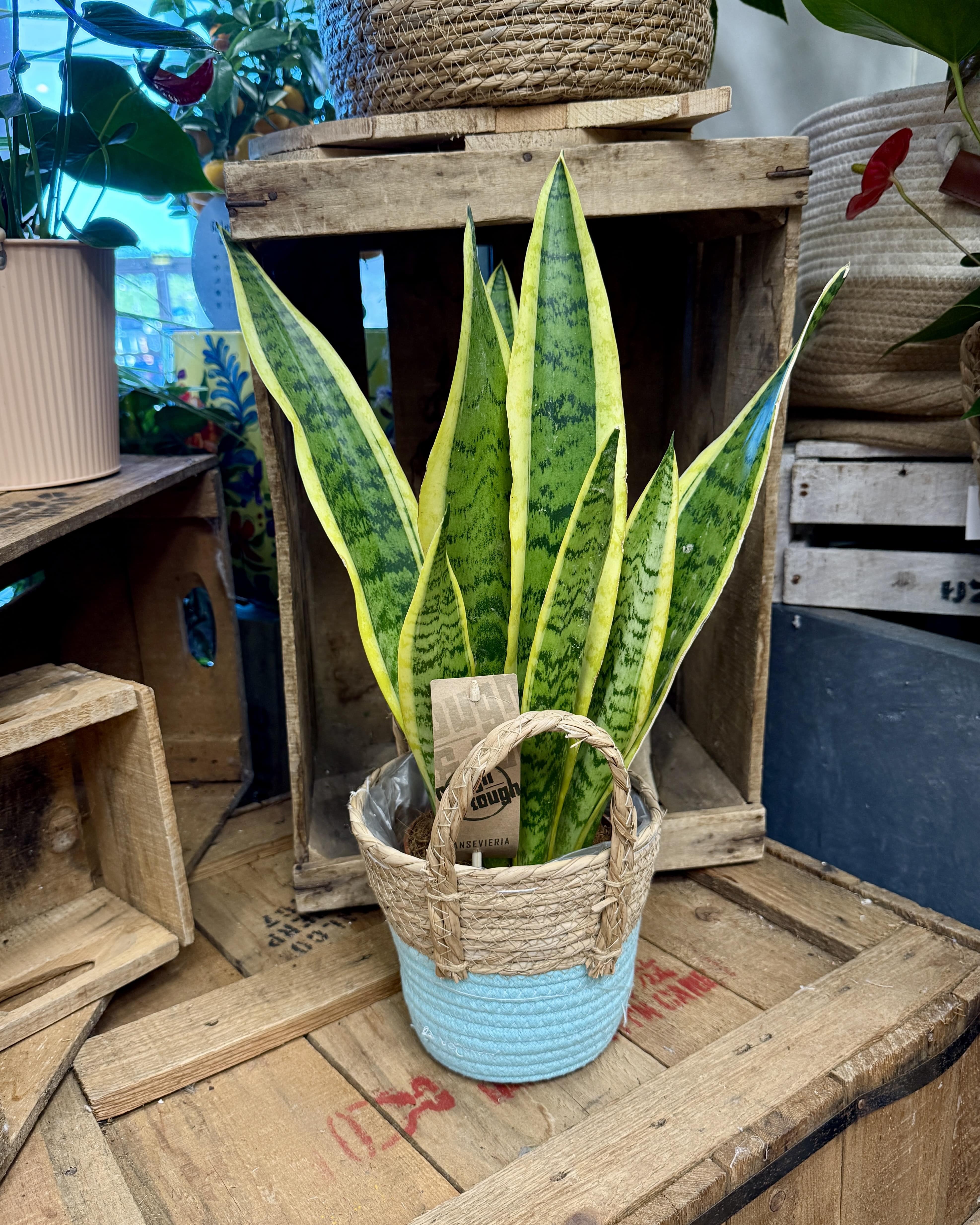 Sansevieria langue de belle mère
