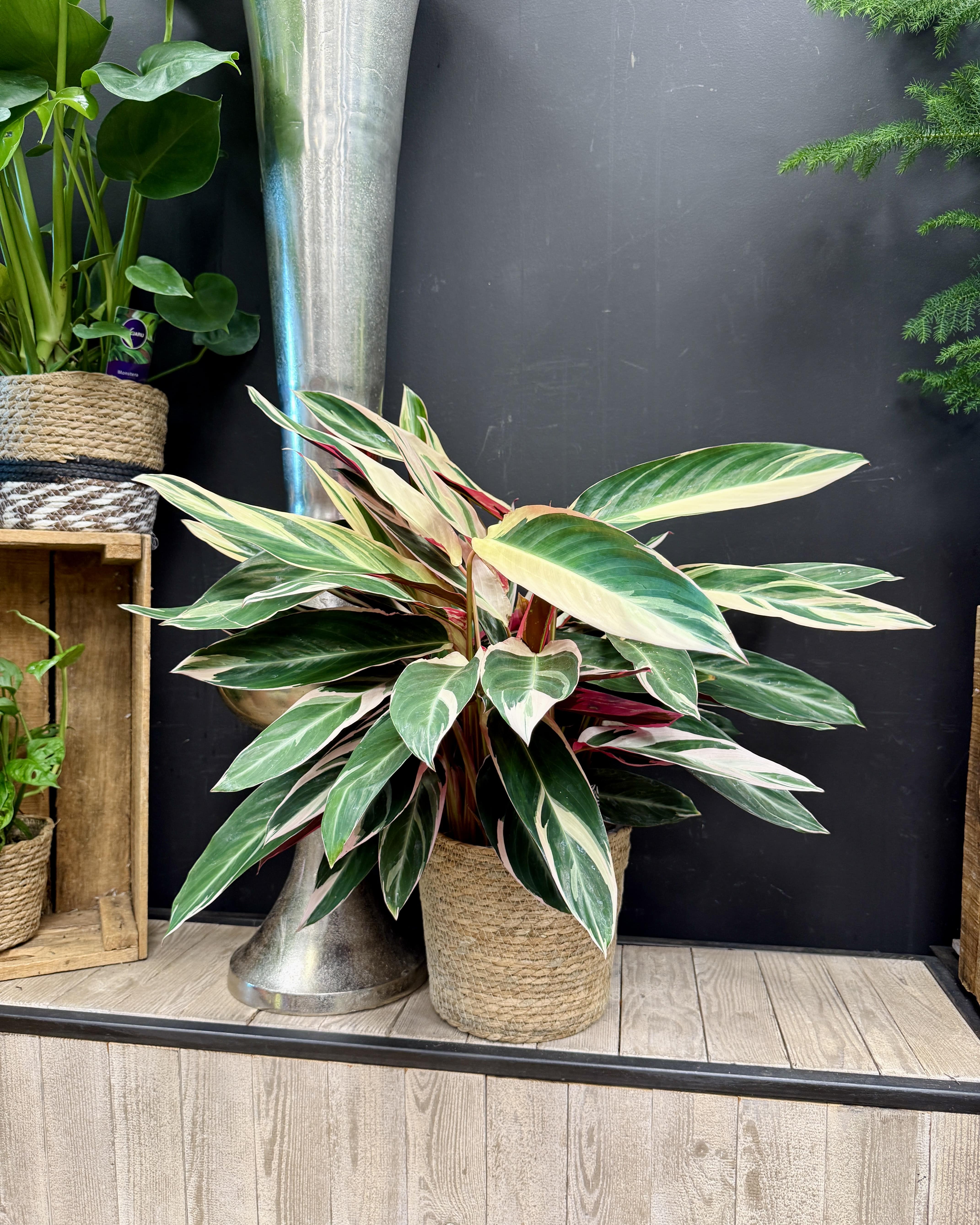 Calathea Triostar taille L