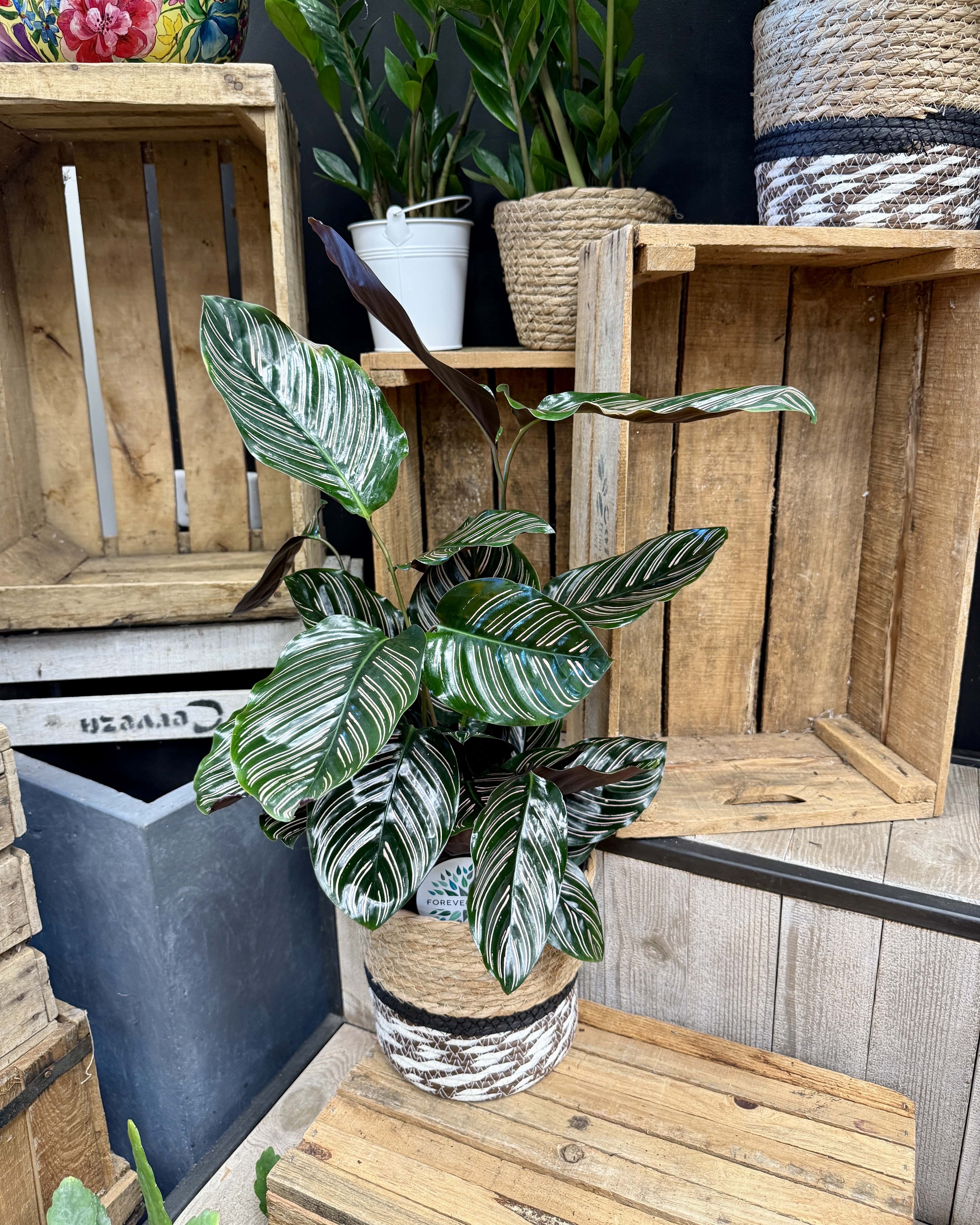 Calathea ornata rose