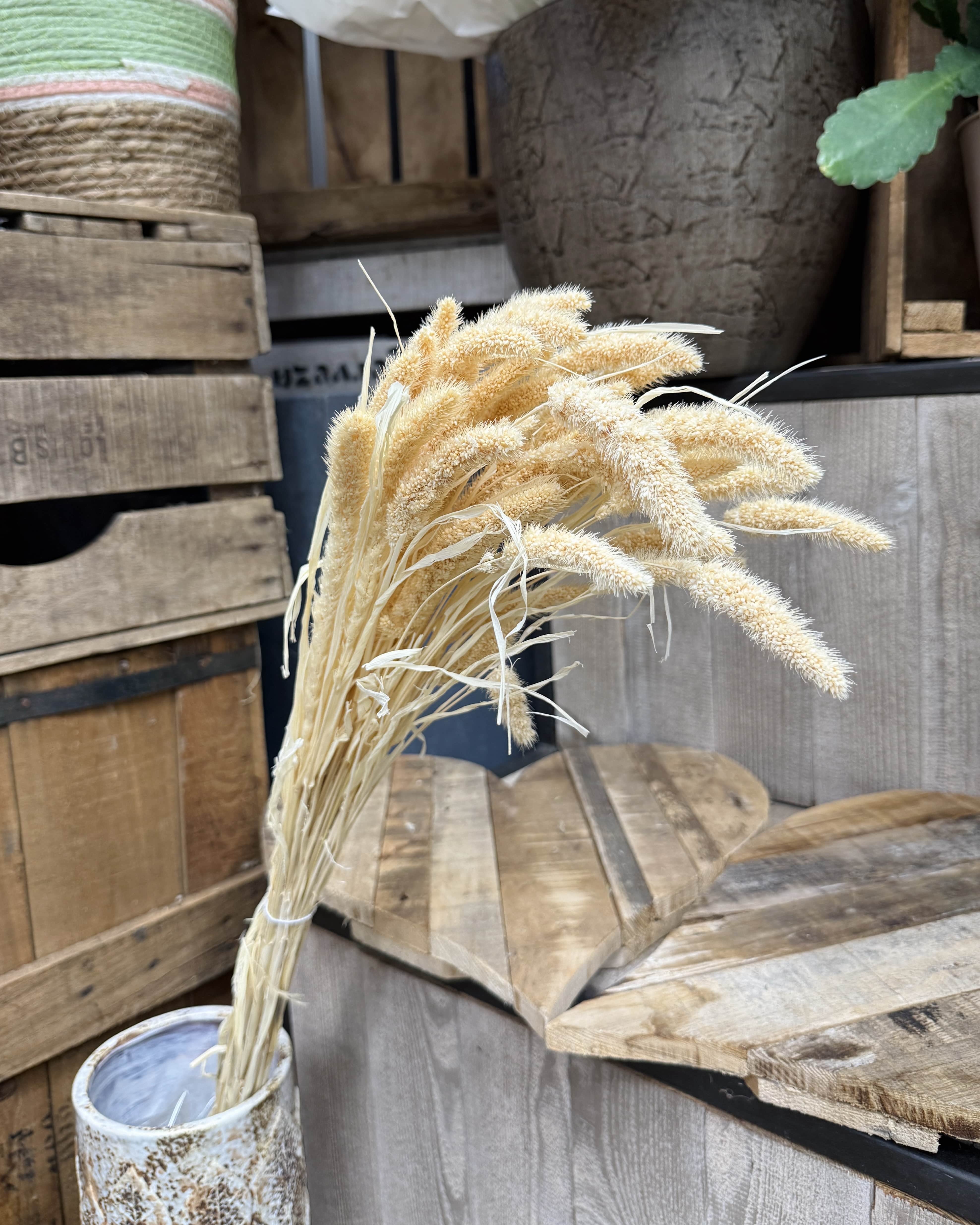 Bouquet de fleurs séchées sétaire blanc