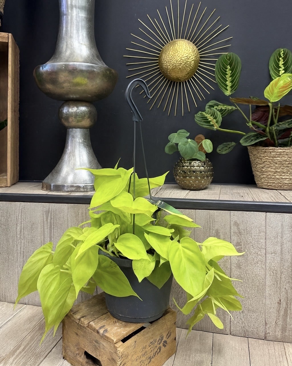 Philodendron micans lime