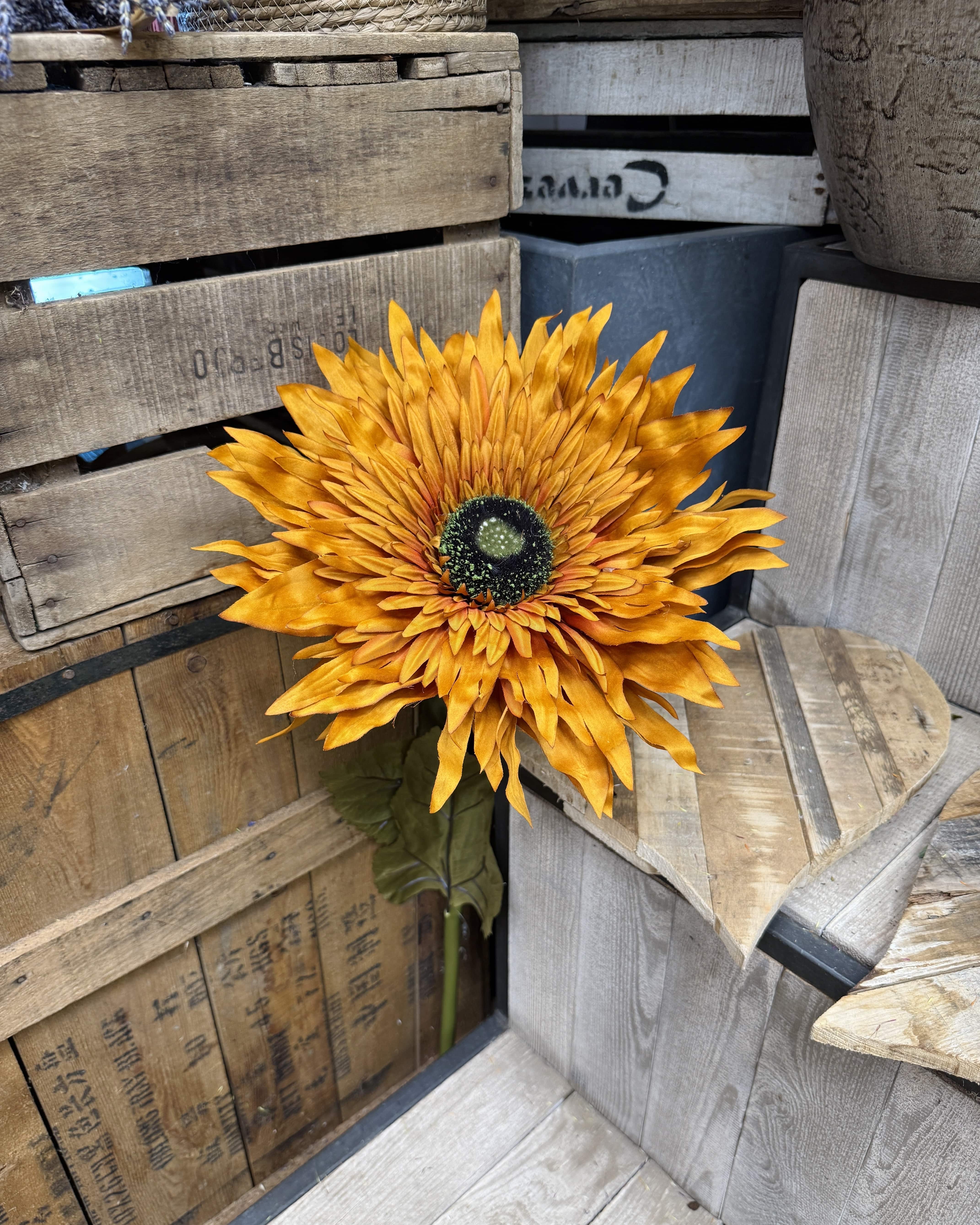 Petit tournesol rouille