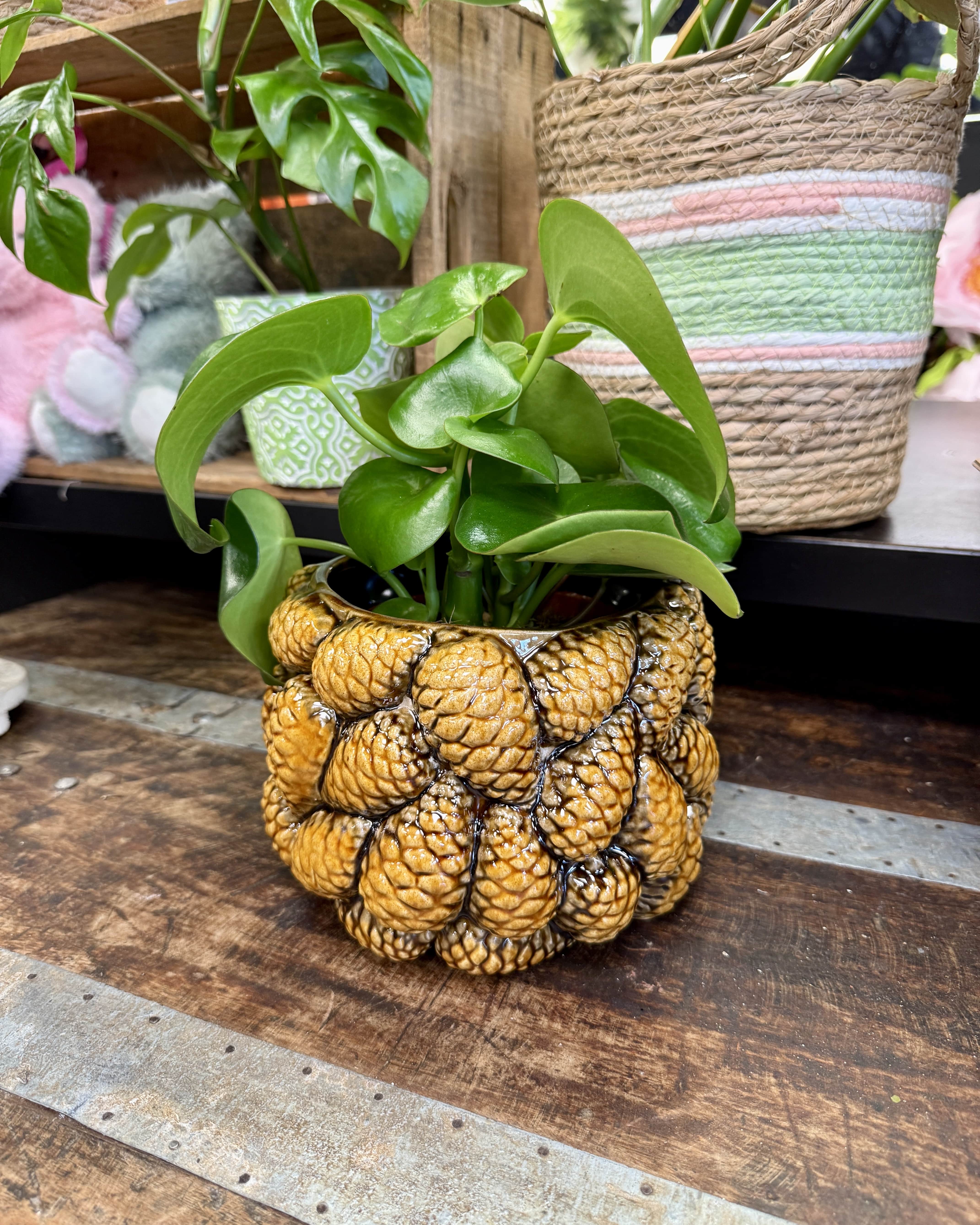 Cache pot pomme de pain