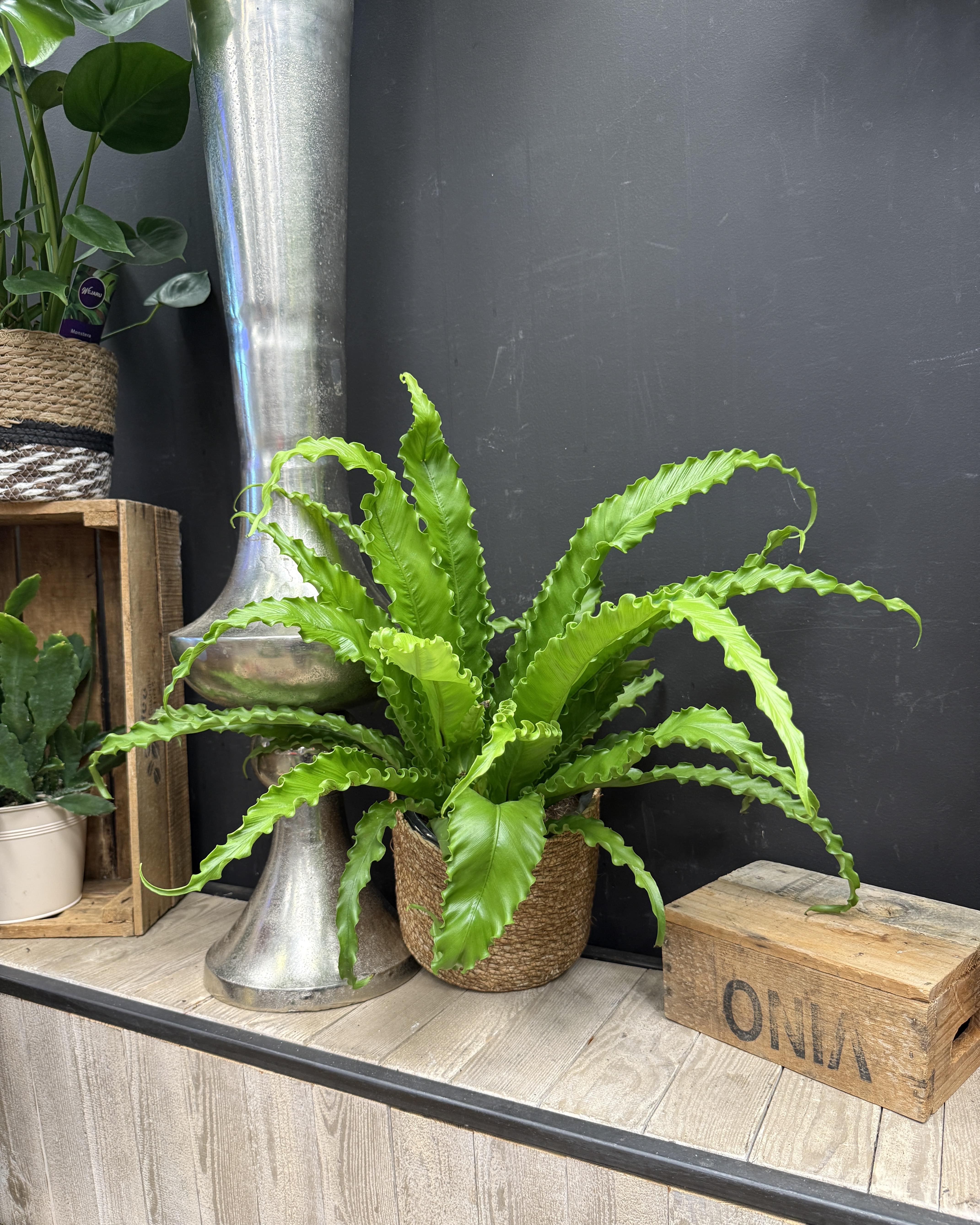 Asplenium nidus (Fougère nid d’oiseau)