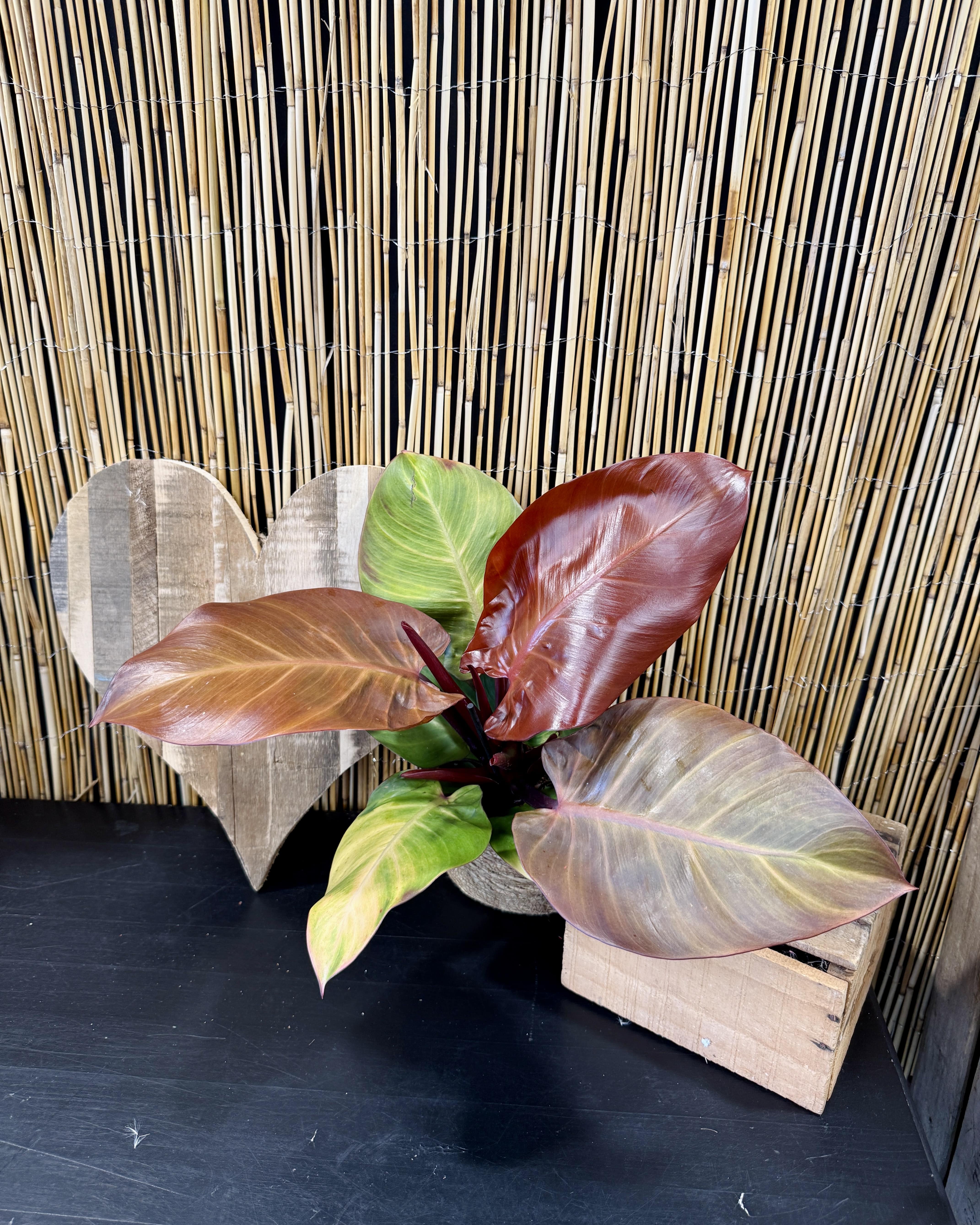 Philodendron McColley's Finale
