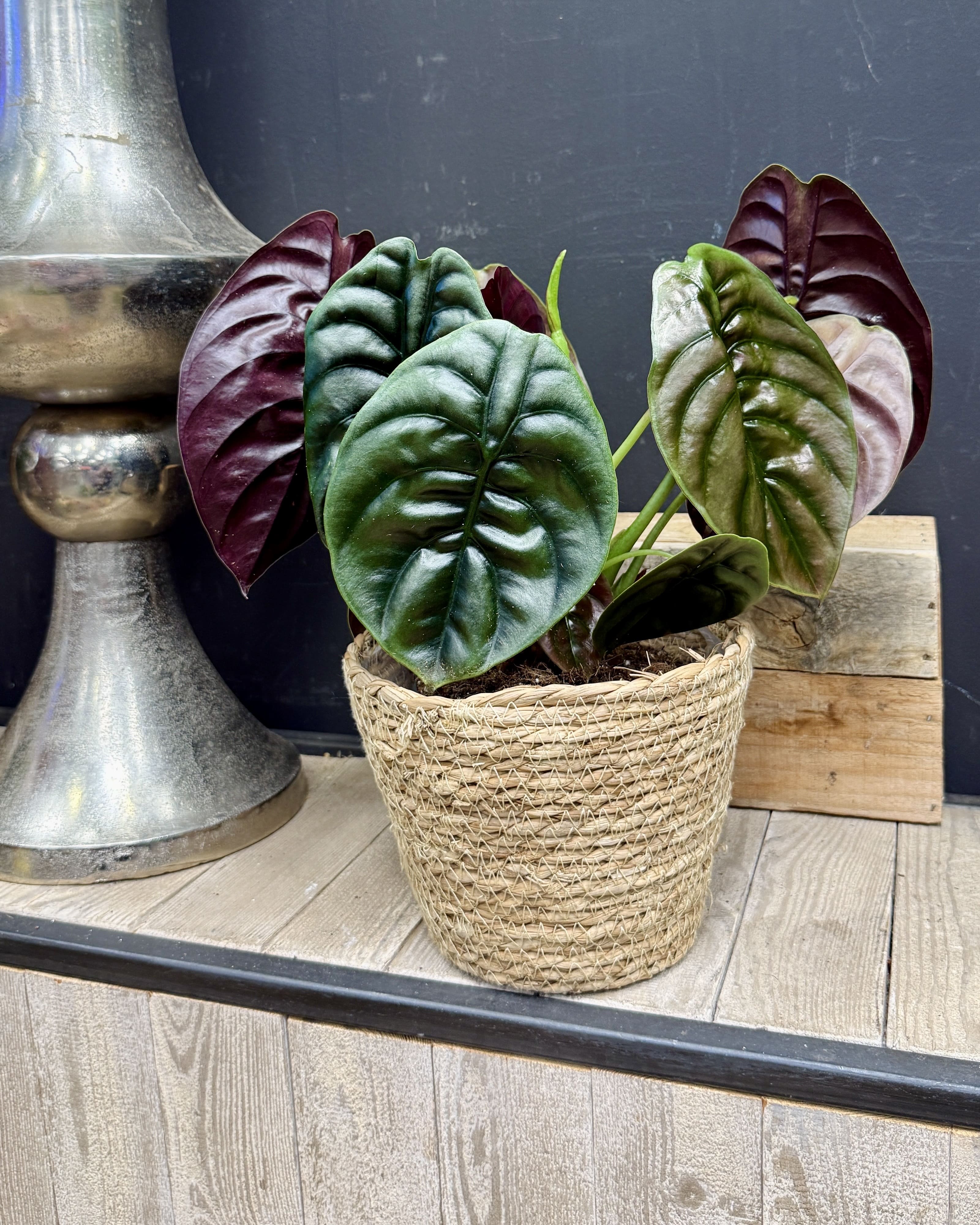 L’Alocasia Red Secret