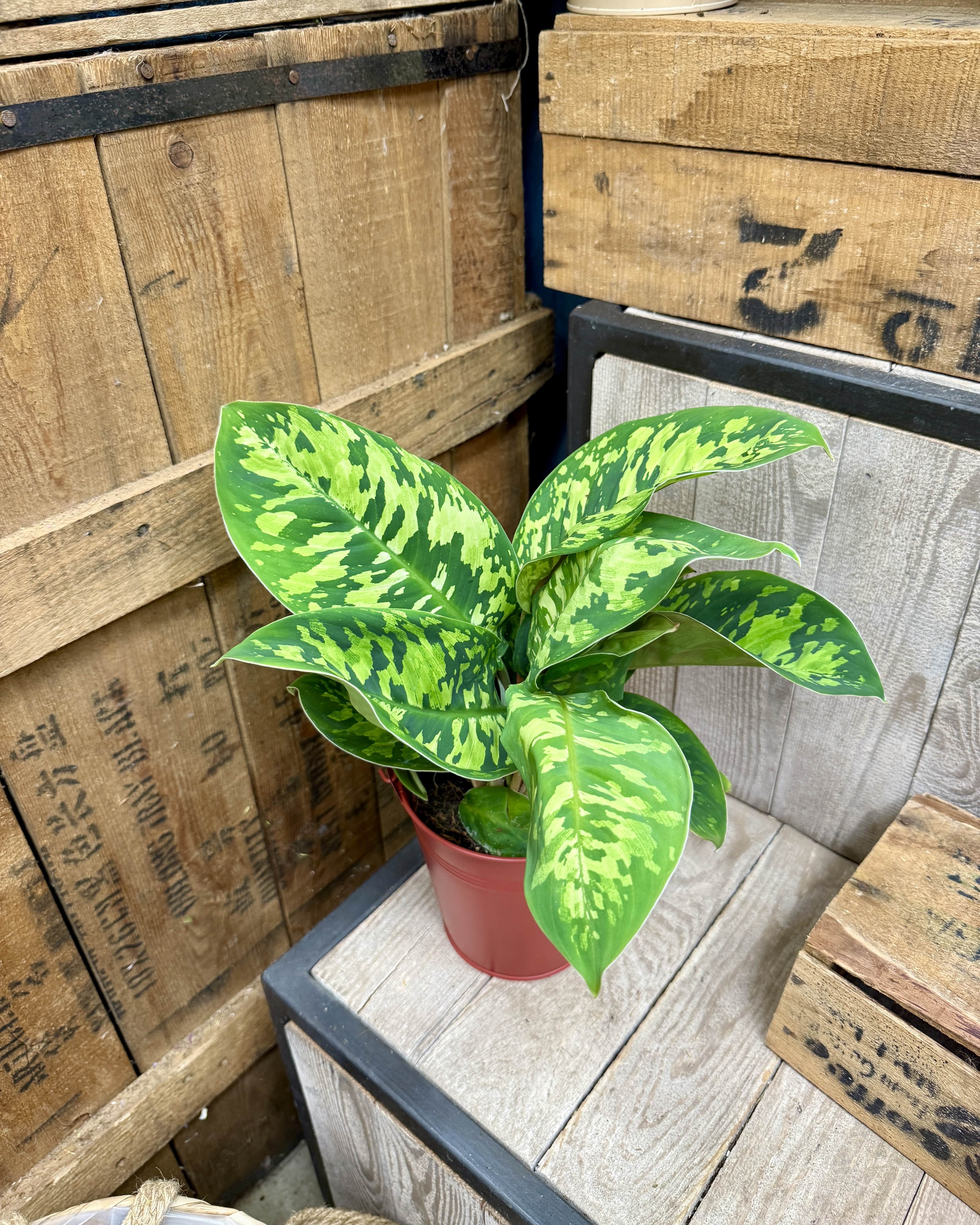 Homalomena Camouflage