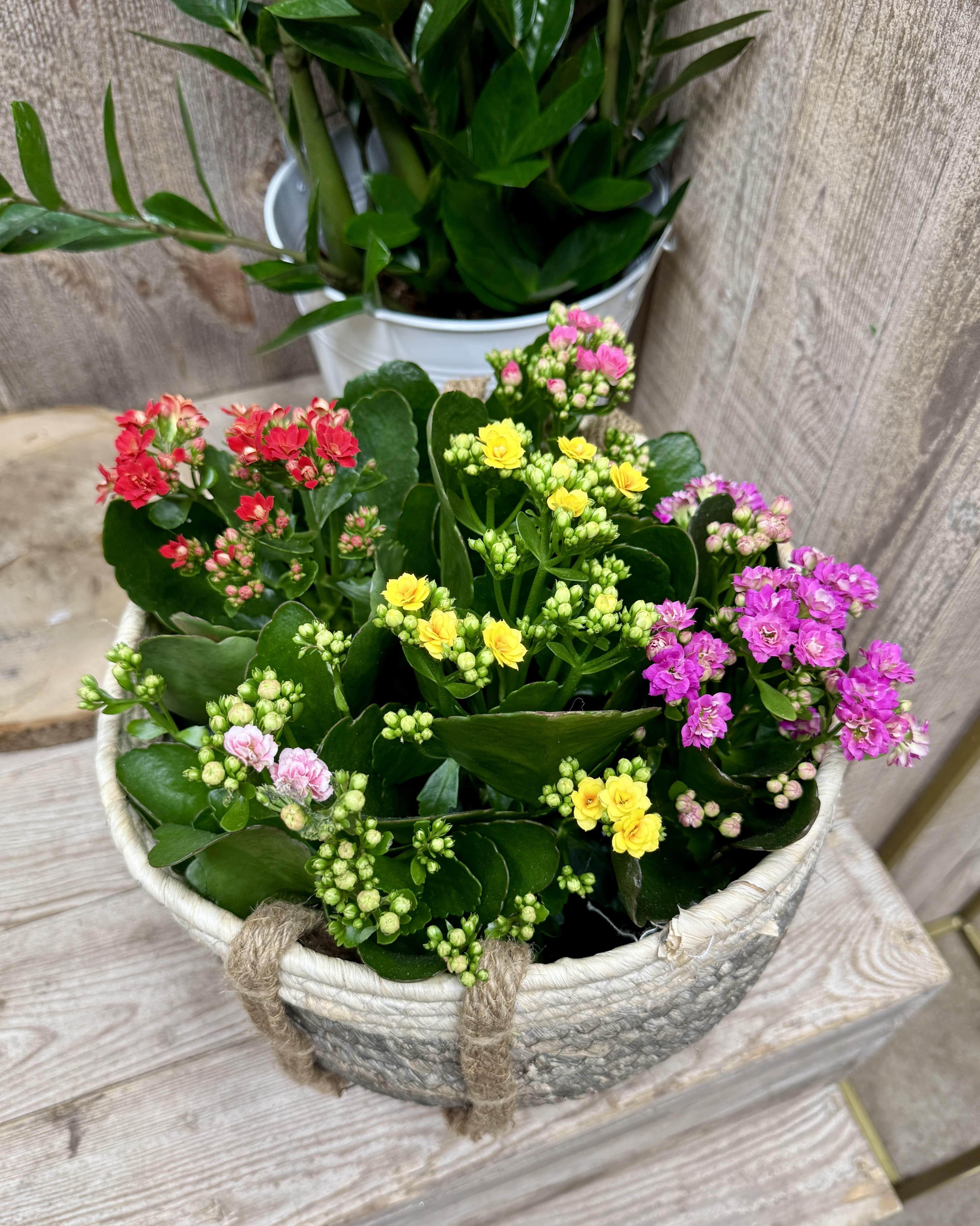 Kalanchoë