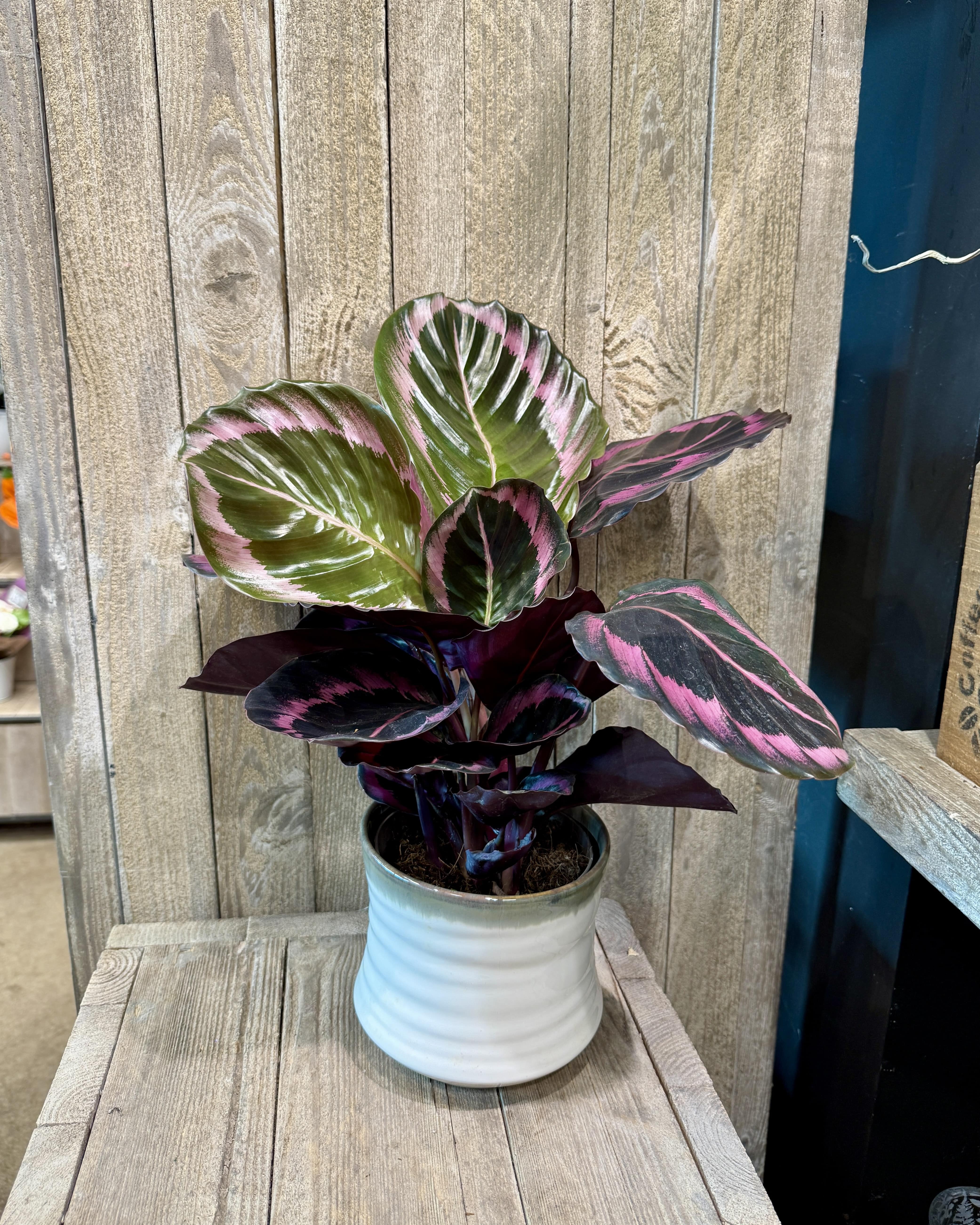 Calathea roseopicta