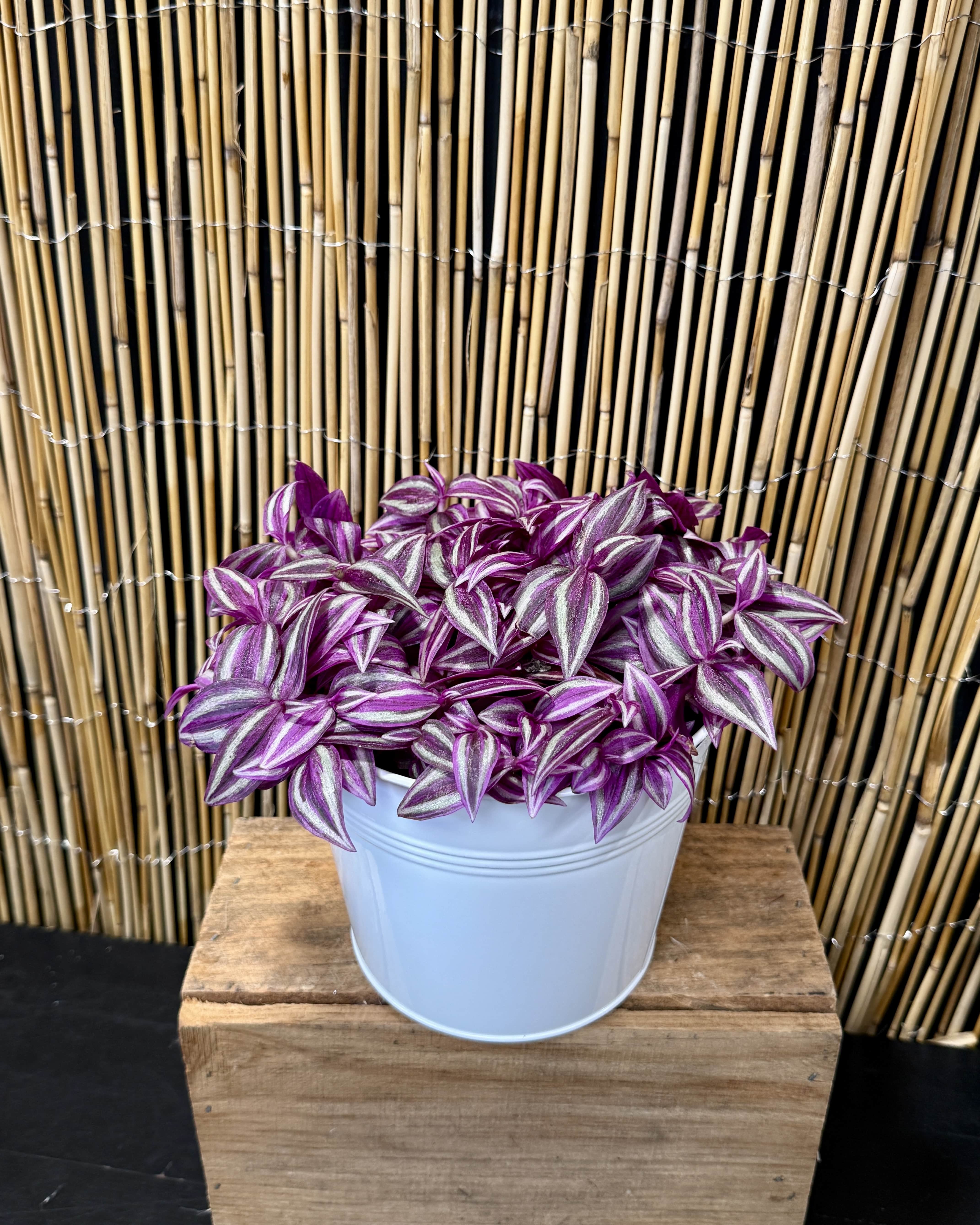 Tradescainta Zebrina Pink Paradise (misère)