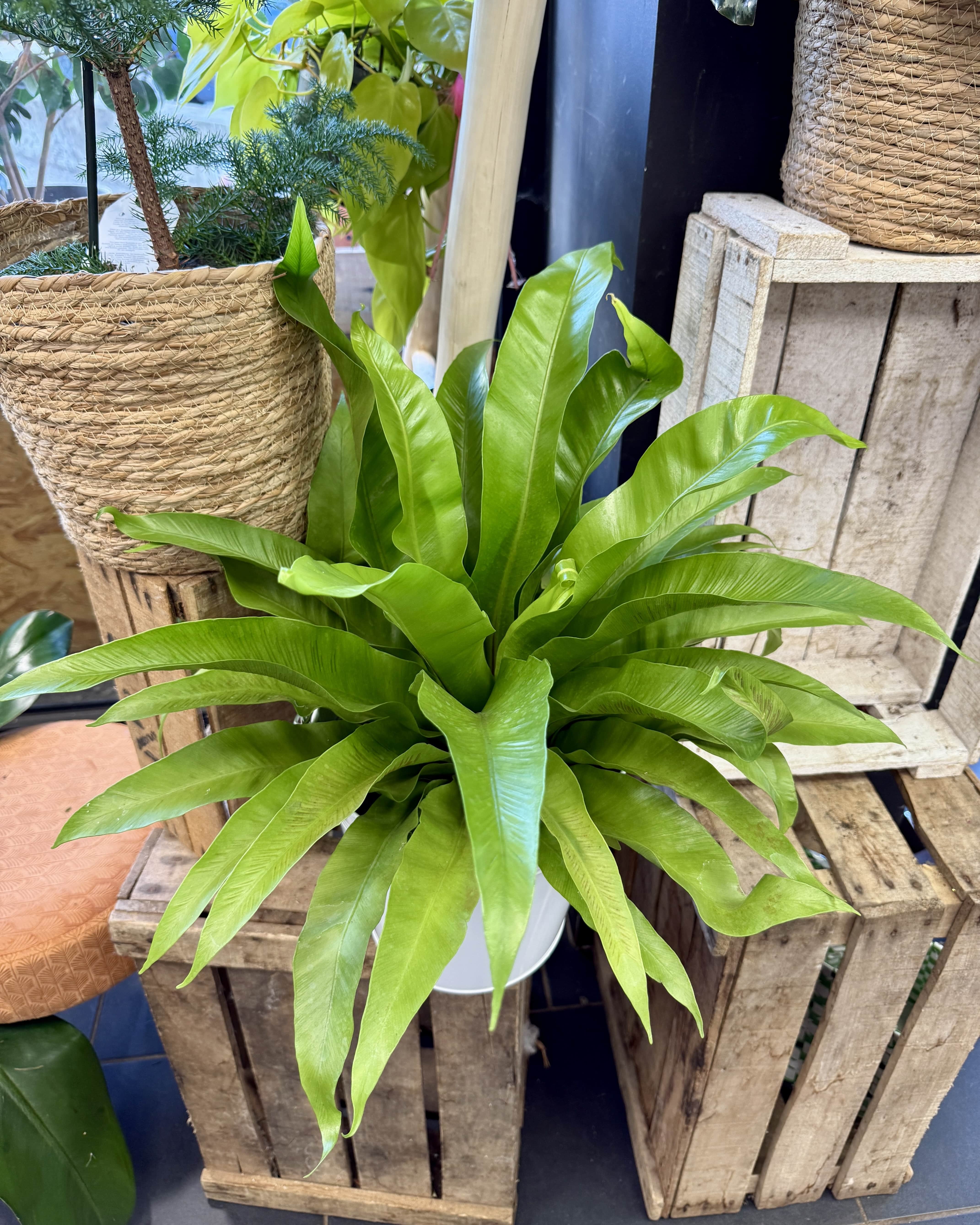 Asplenium nidus (Fougère nid d’oiseau) taille L