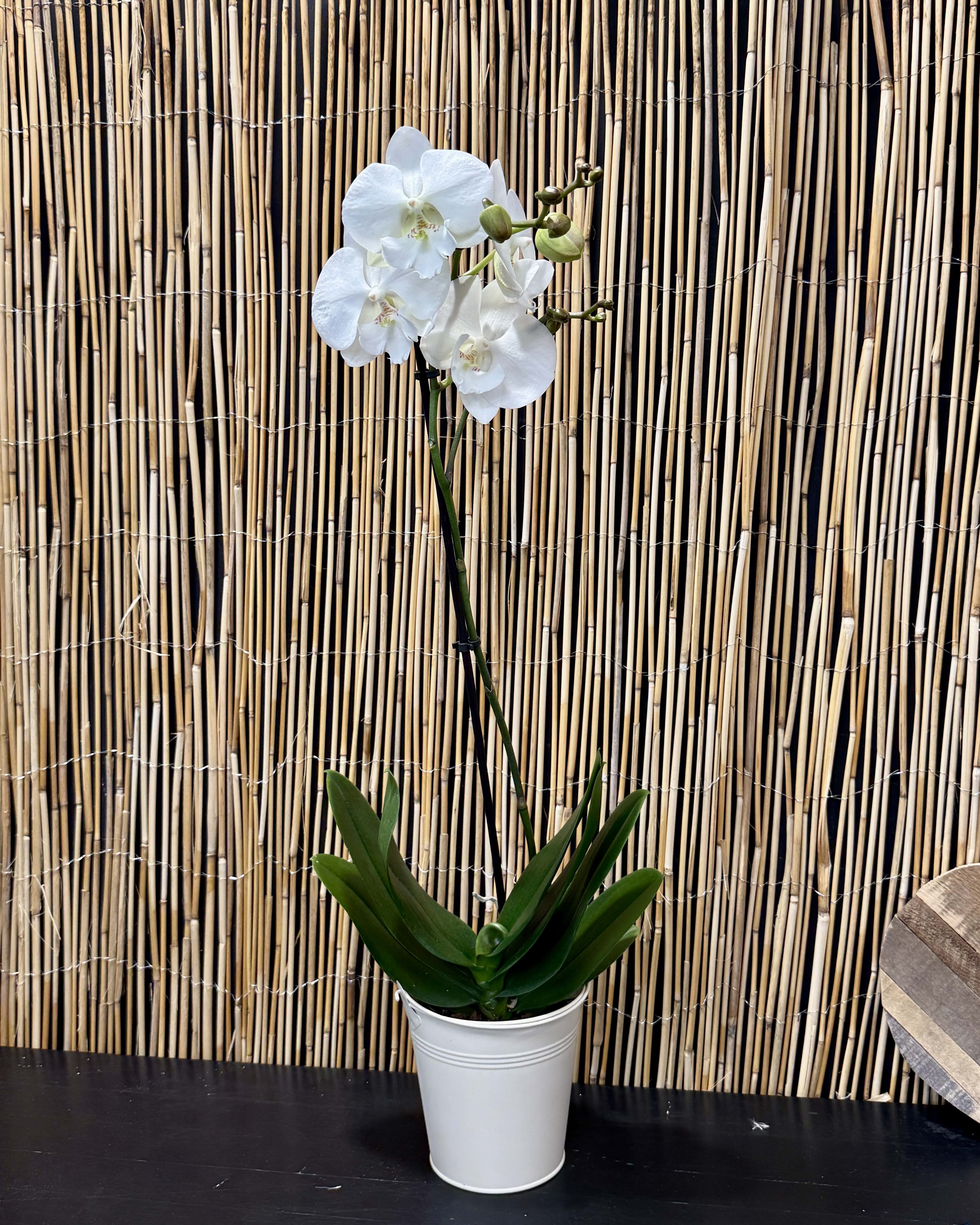 Orchidée grande taille couleur surprise 