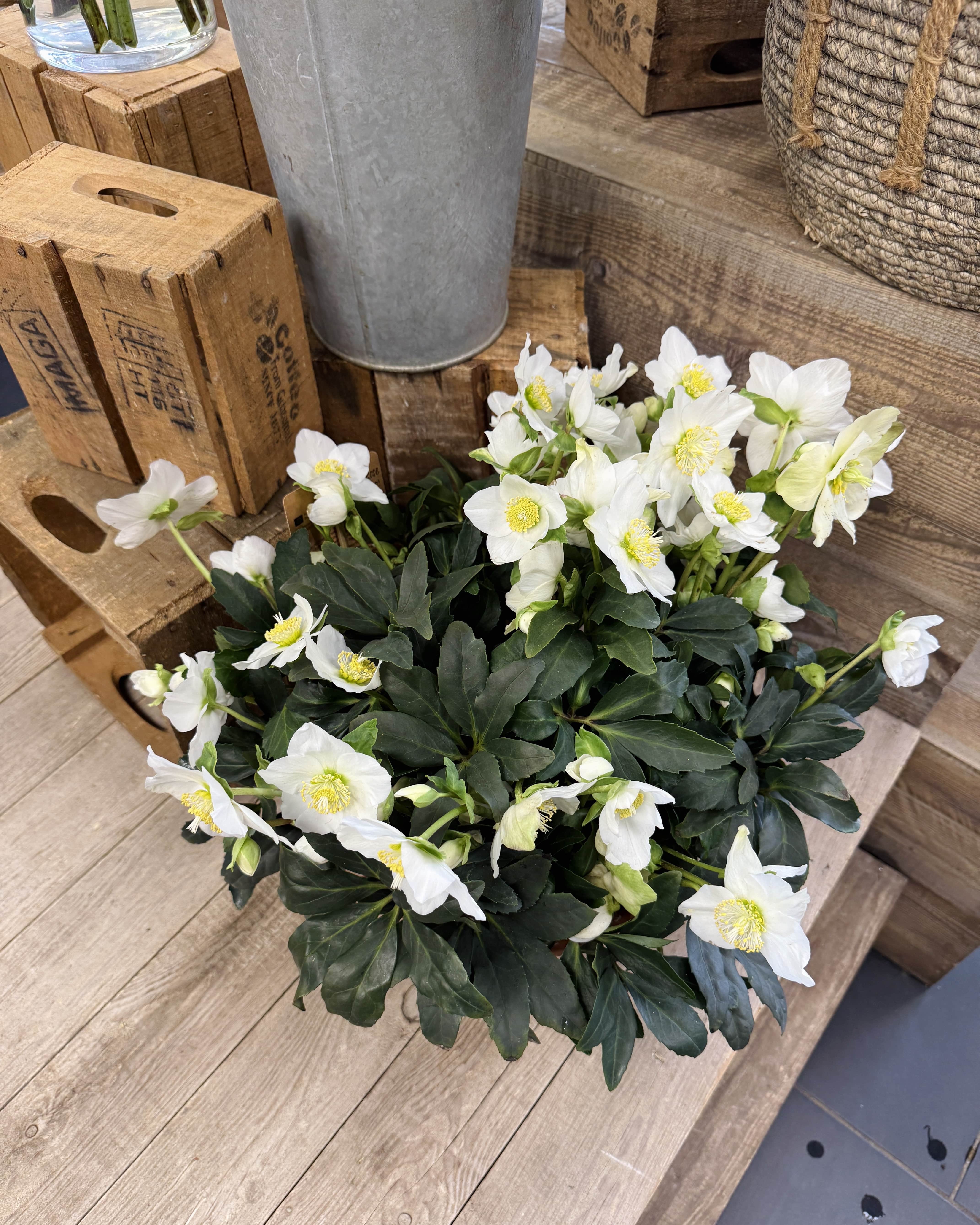 hellébore (rose de Noël) extérieur