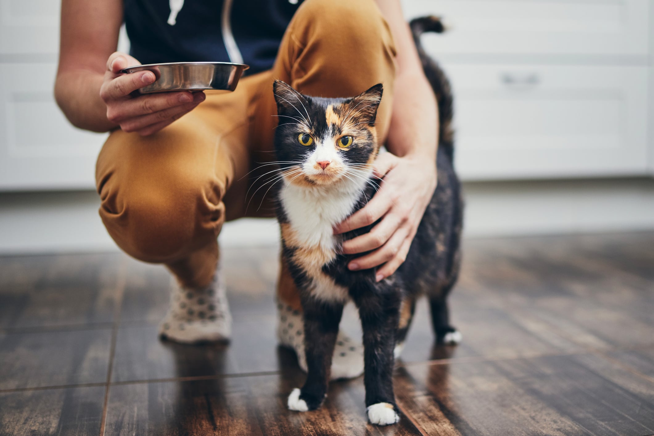 Consumer advertising materials reflecting CHM Communications' pet nutrition brand launch campaigns