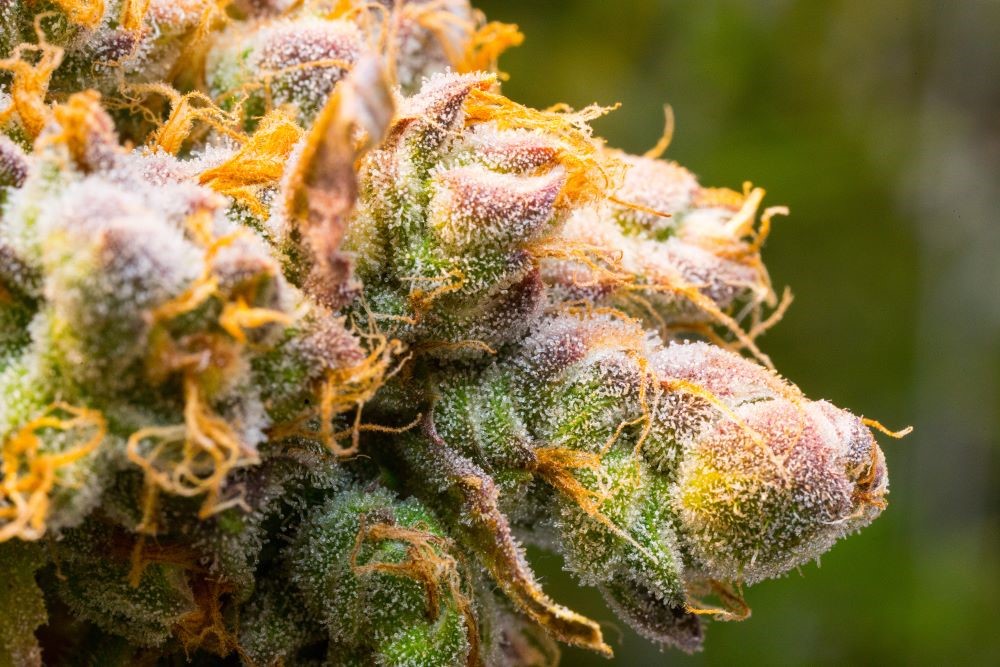 Terpenes 101: Enhancing Your Cannabis Experience